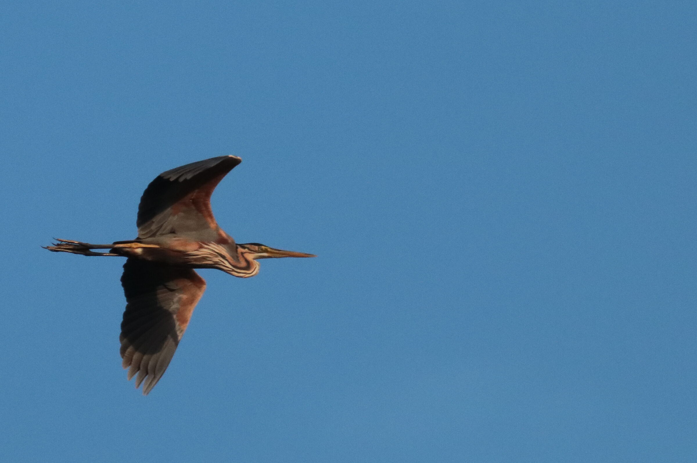 Purple heron