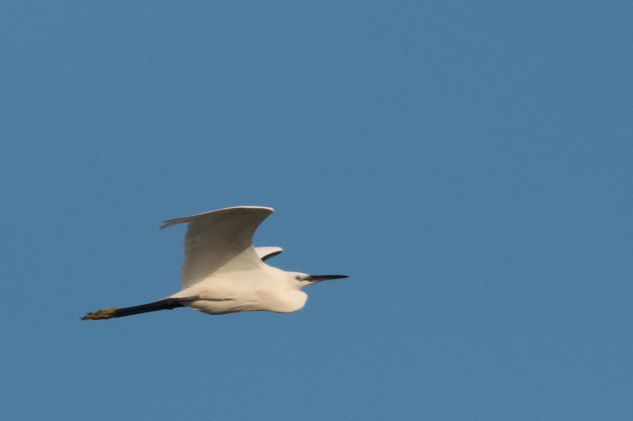 Egret