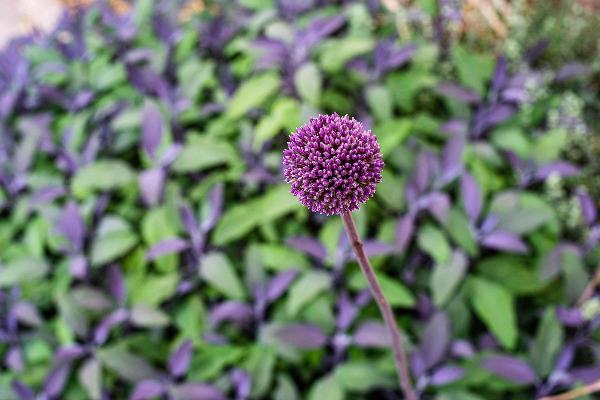 Natura magica, aglio con sfondo di salvia