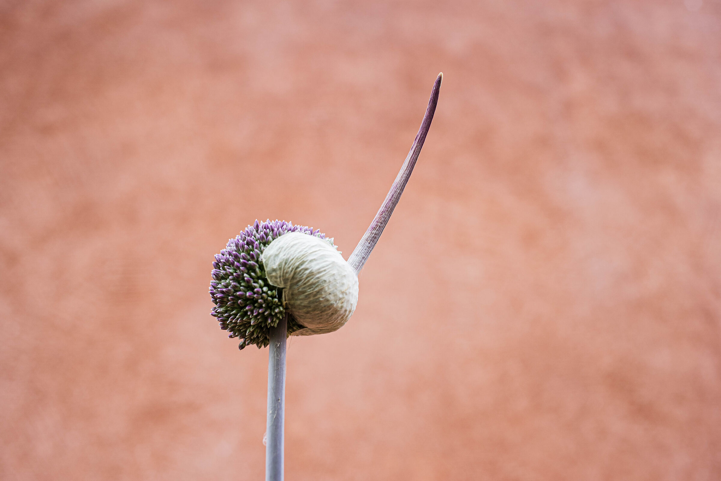 L' aglio che si sveste