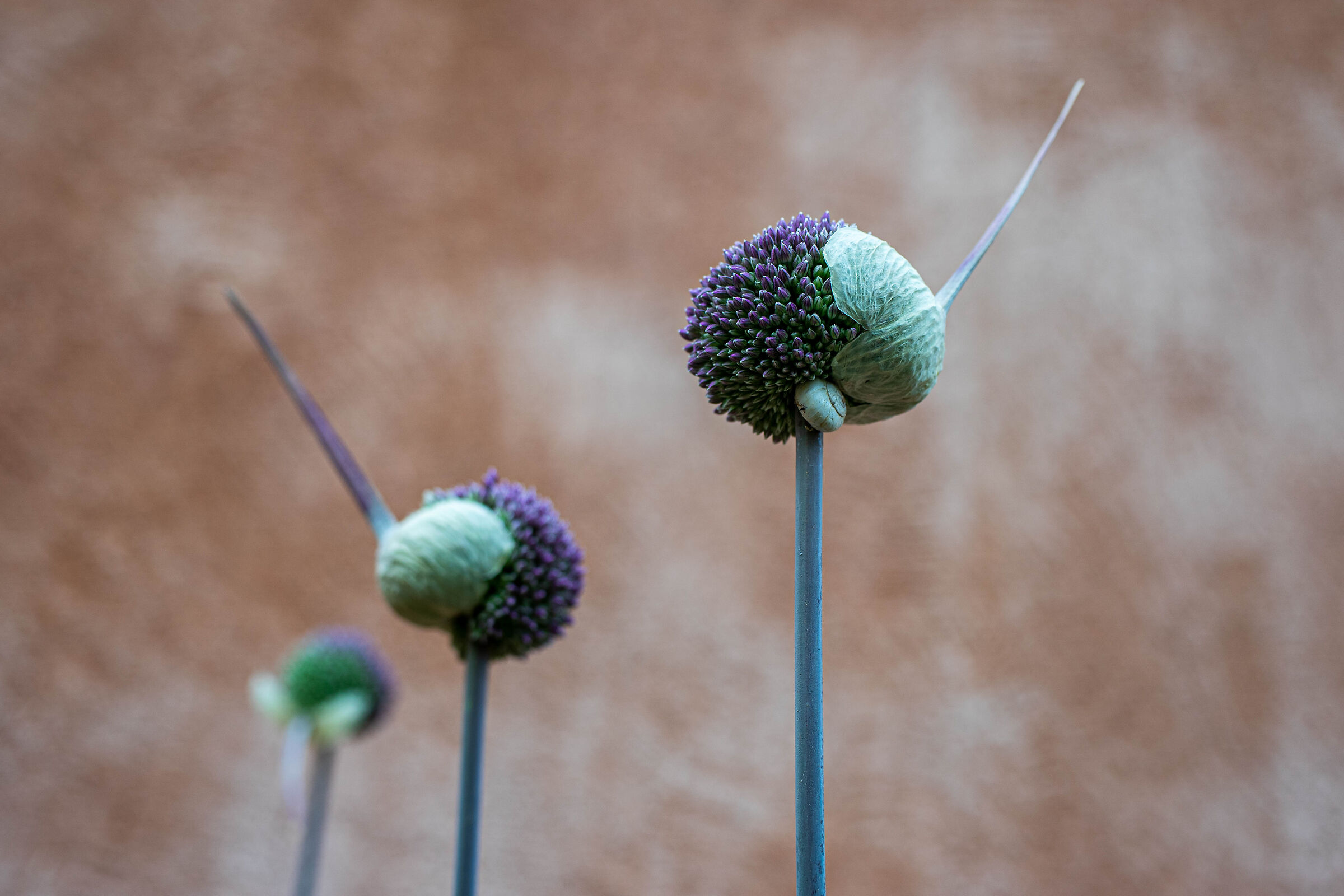 L' aglio offre riparo alla lumaca