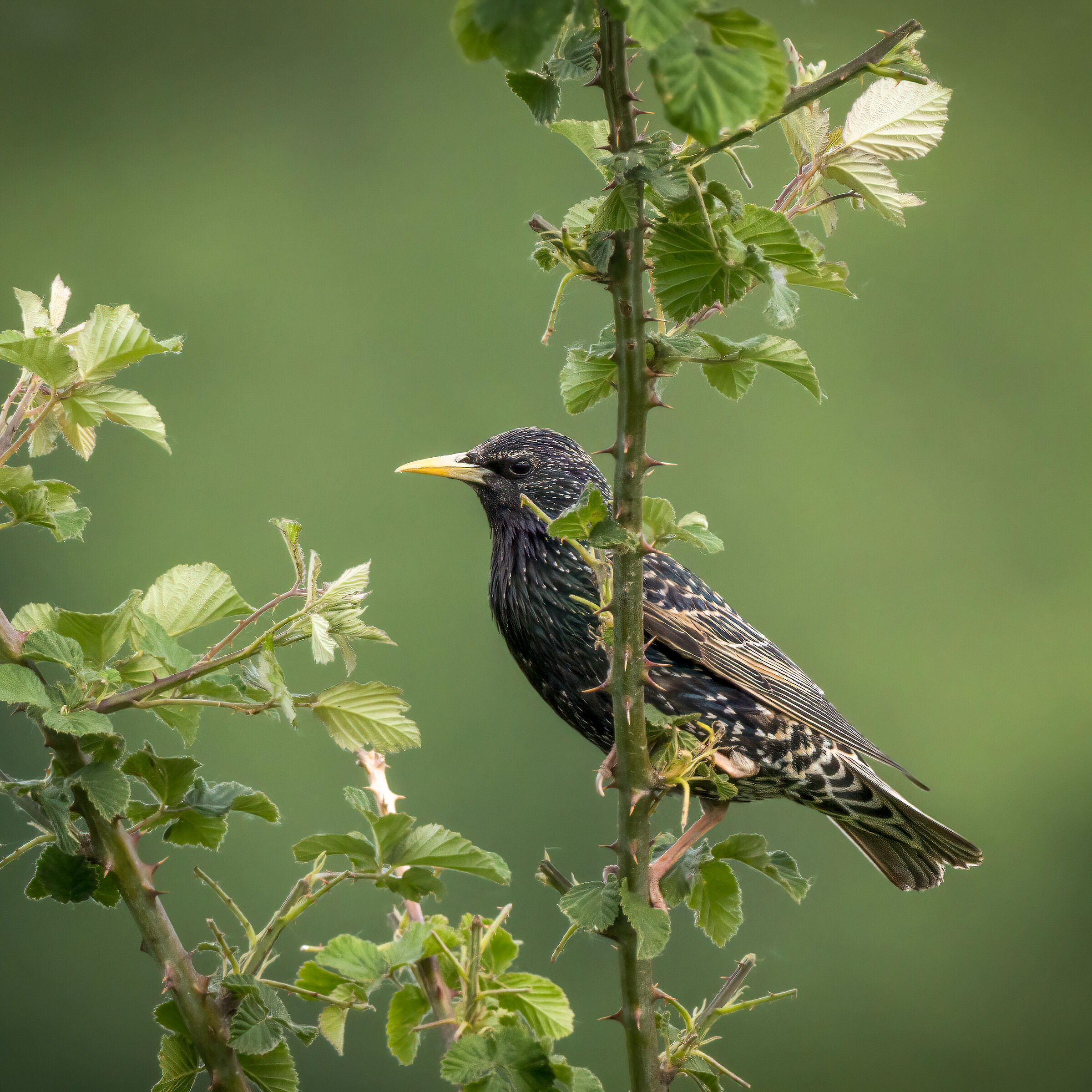 Storno in posizione pericolosa