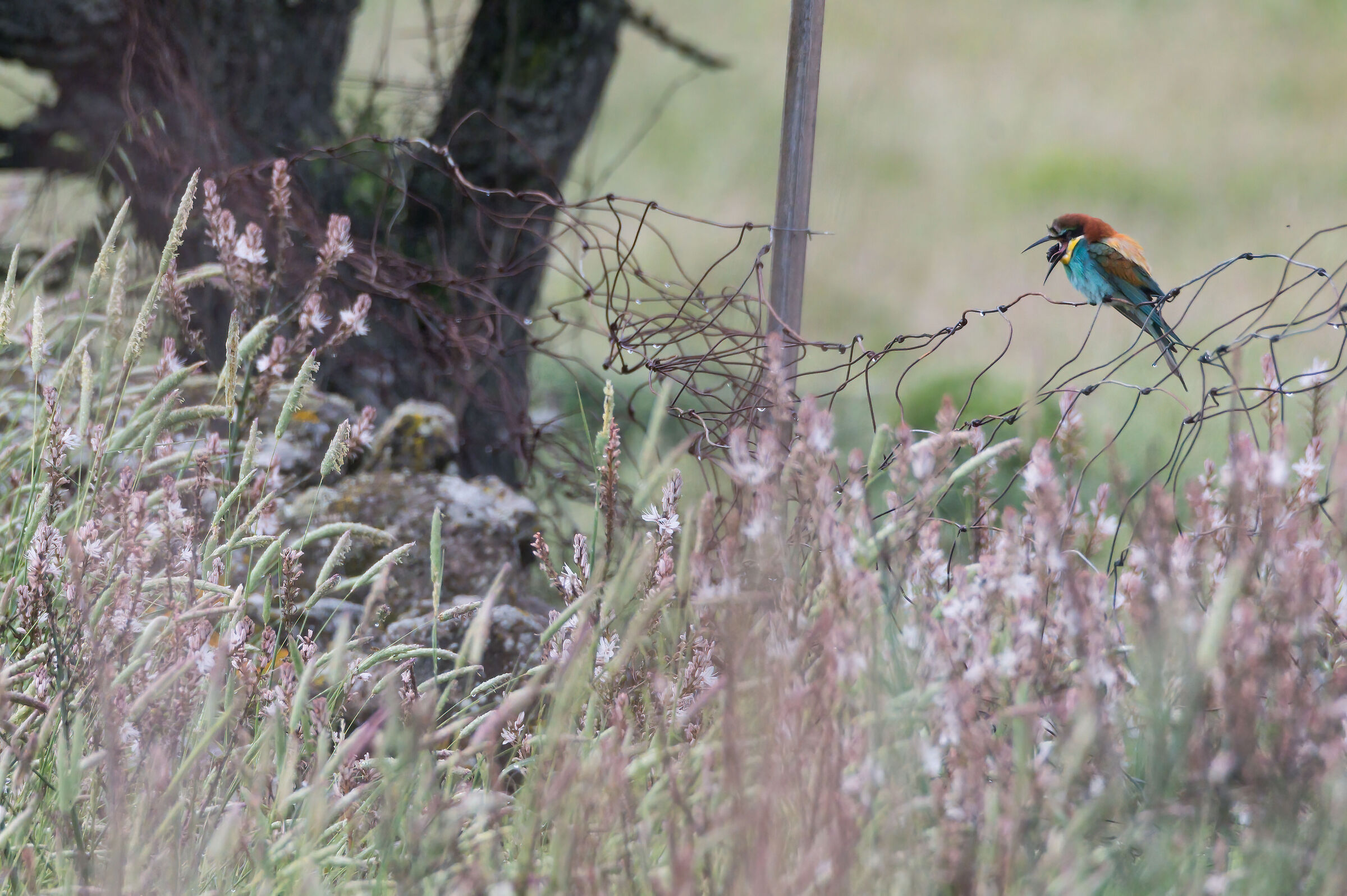 espulsione della borra
