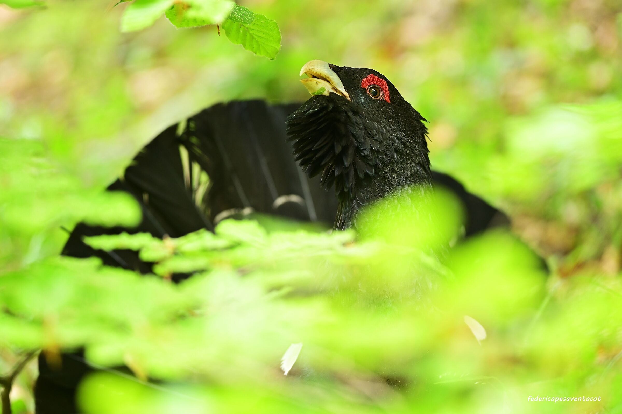 Gallo cedrone
