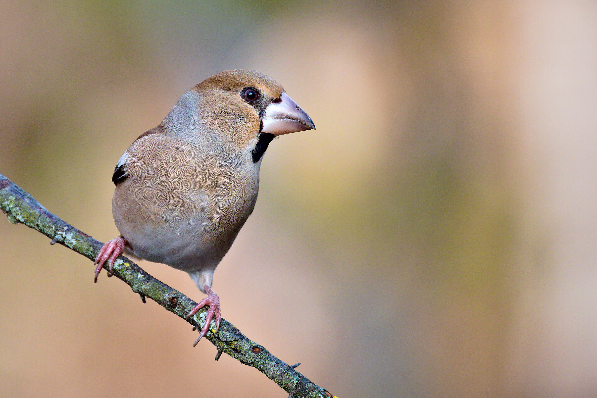 Hawfinch