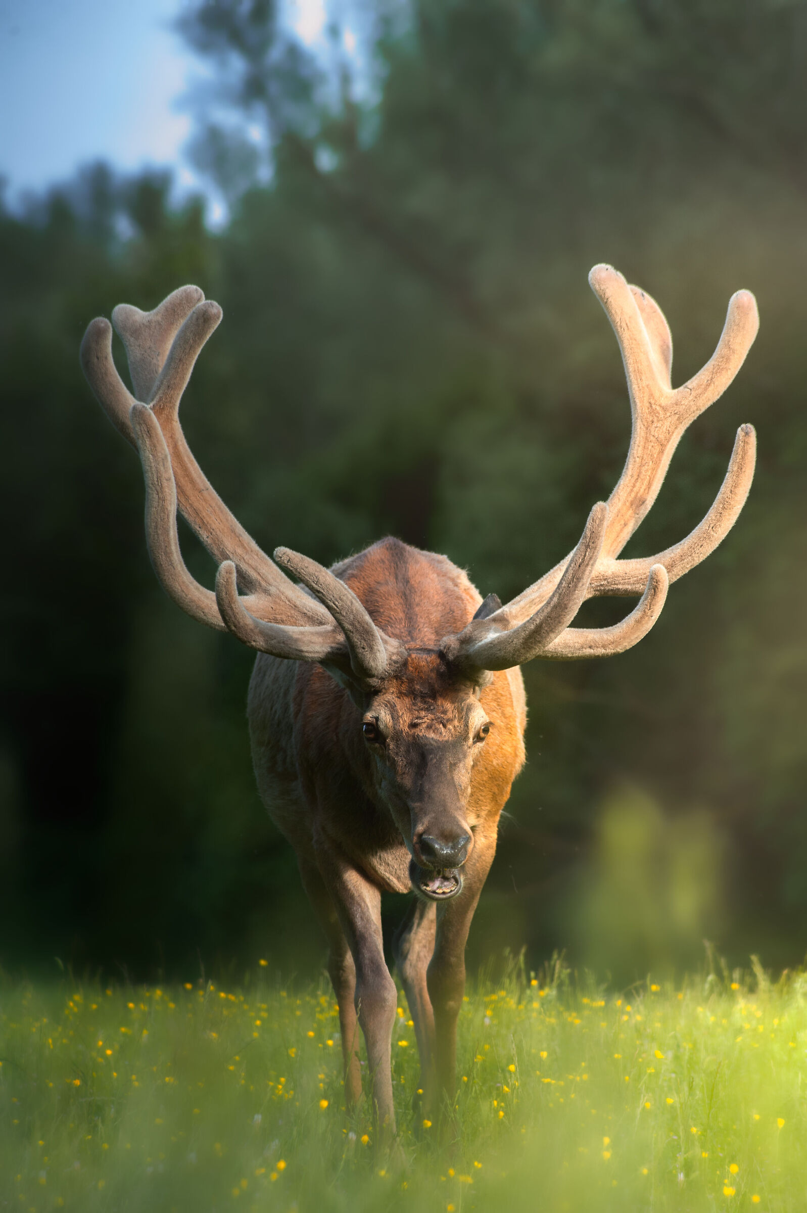 Cervo nella luce del tramonto