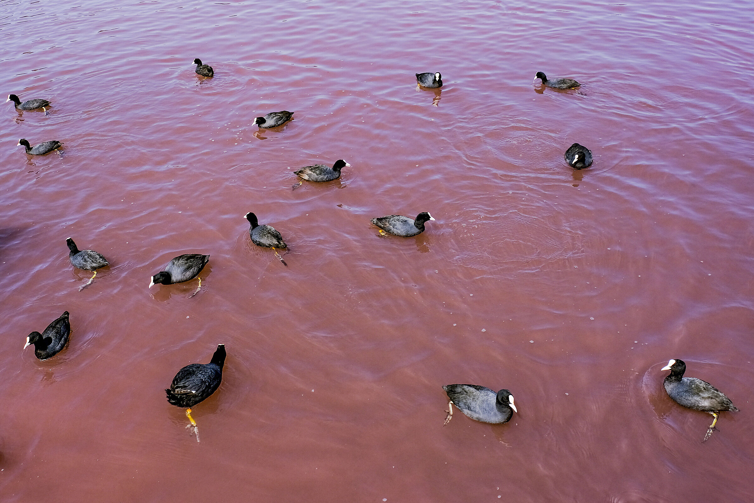 The red algae Lake Averno