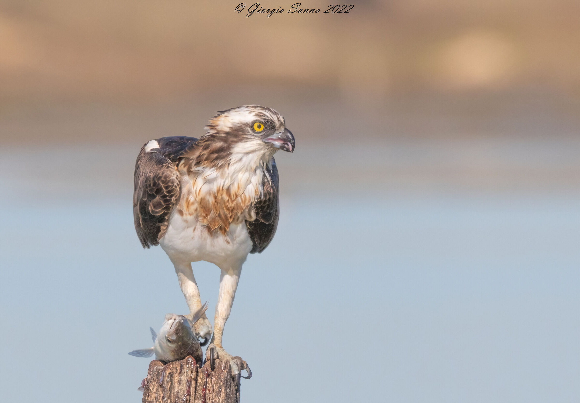 Osprey