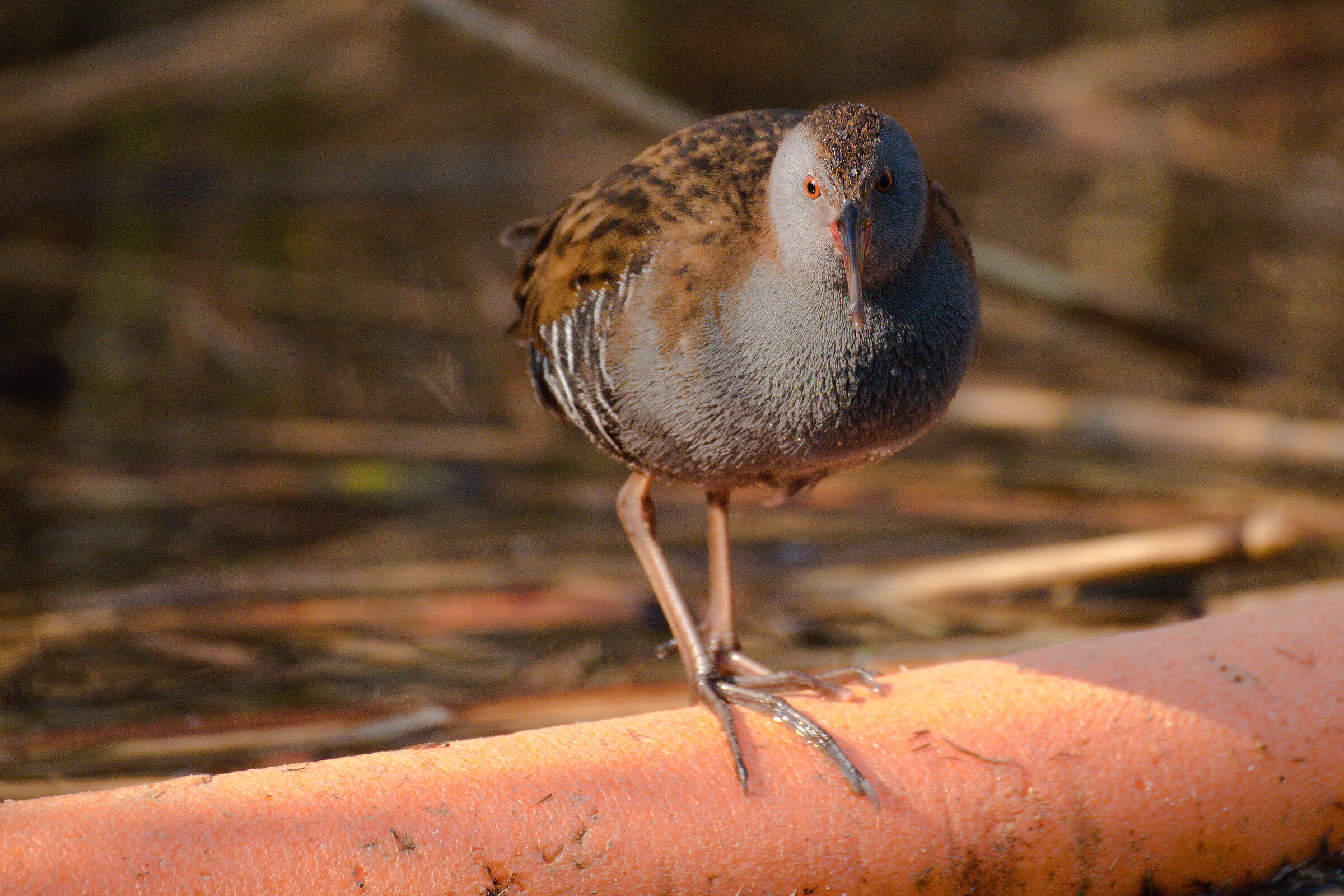 Water rail