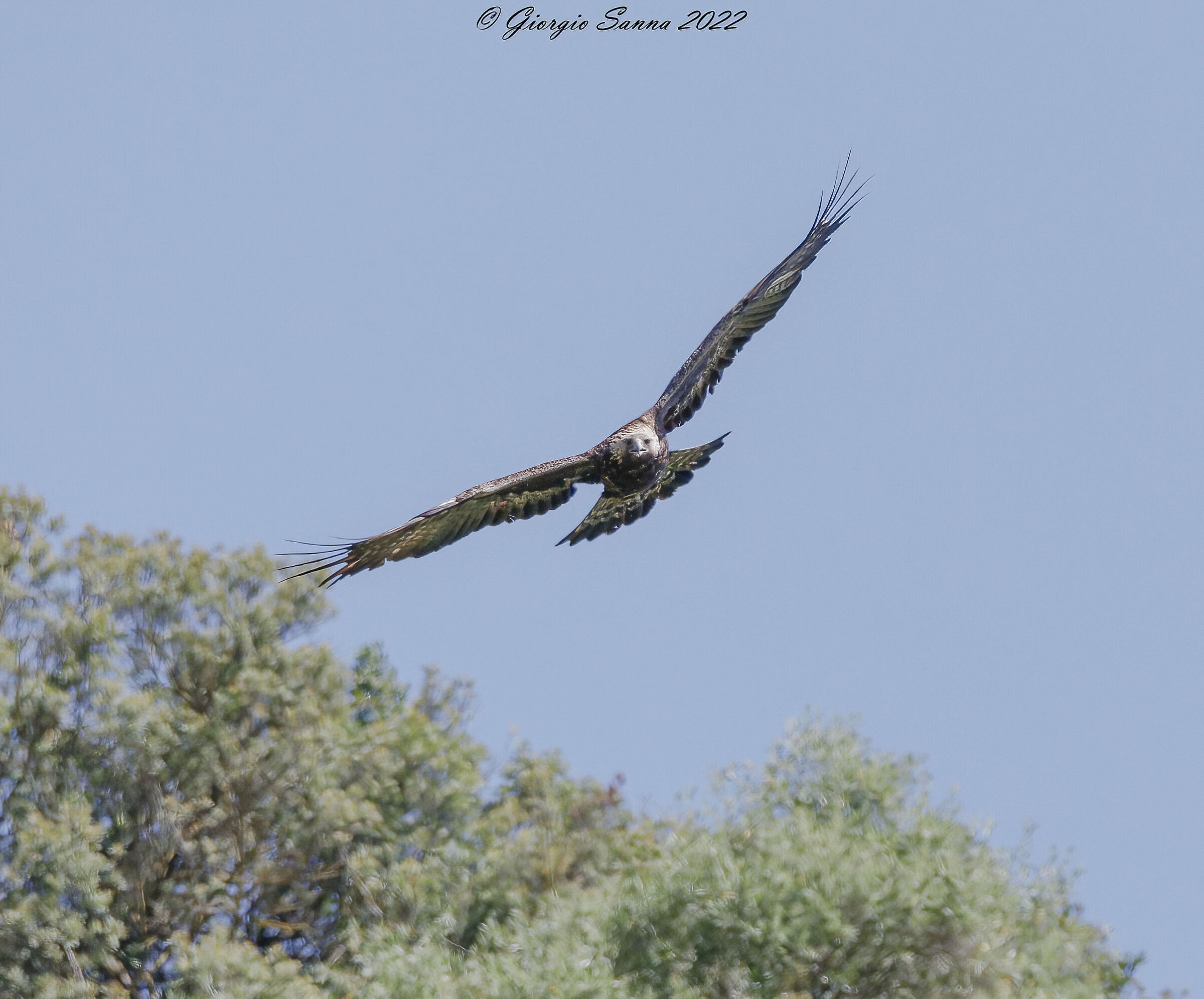 Golden eagle