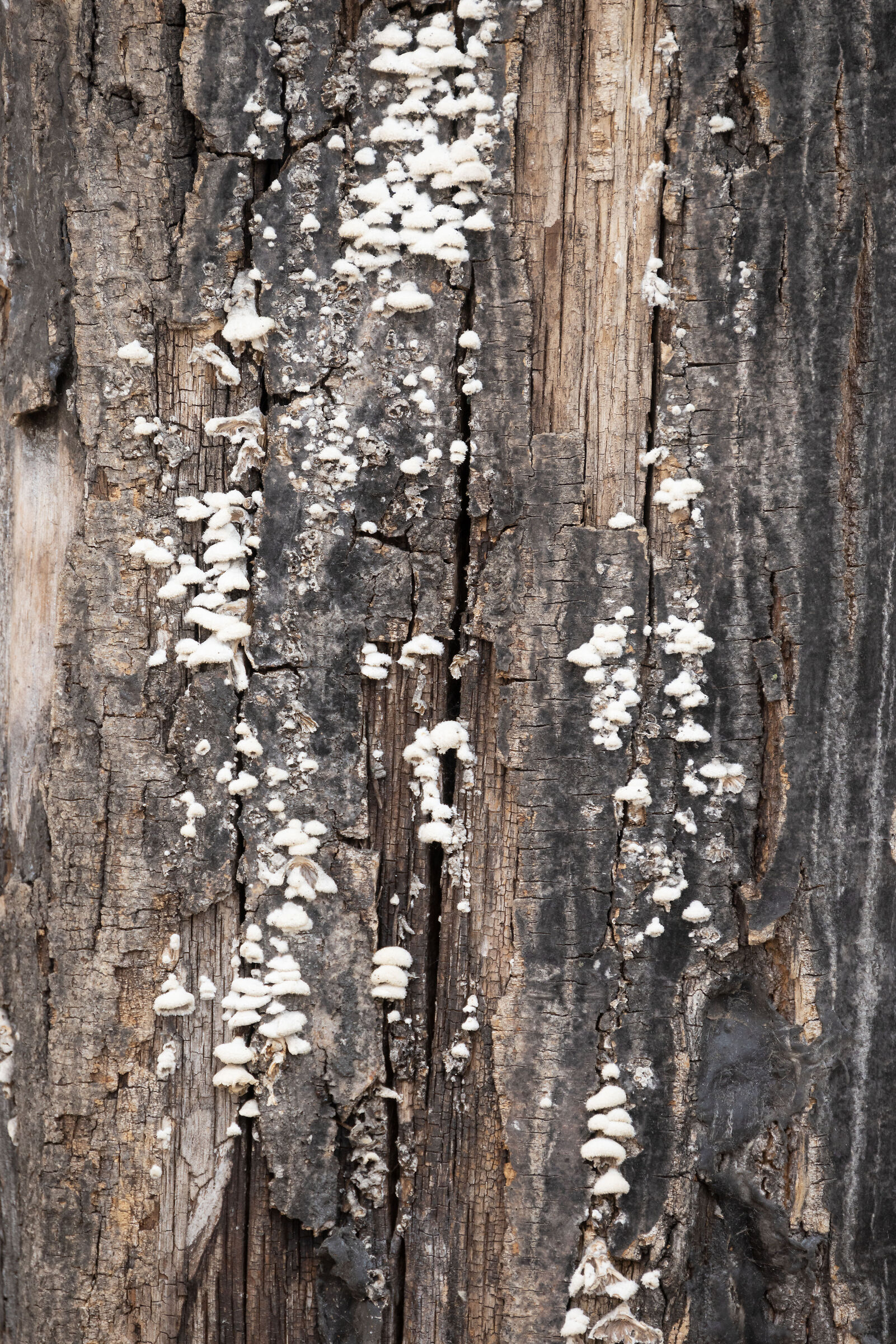 Sample RF 800mm f/11