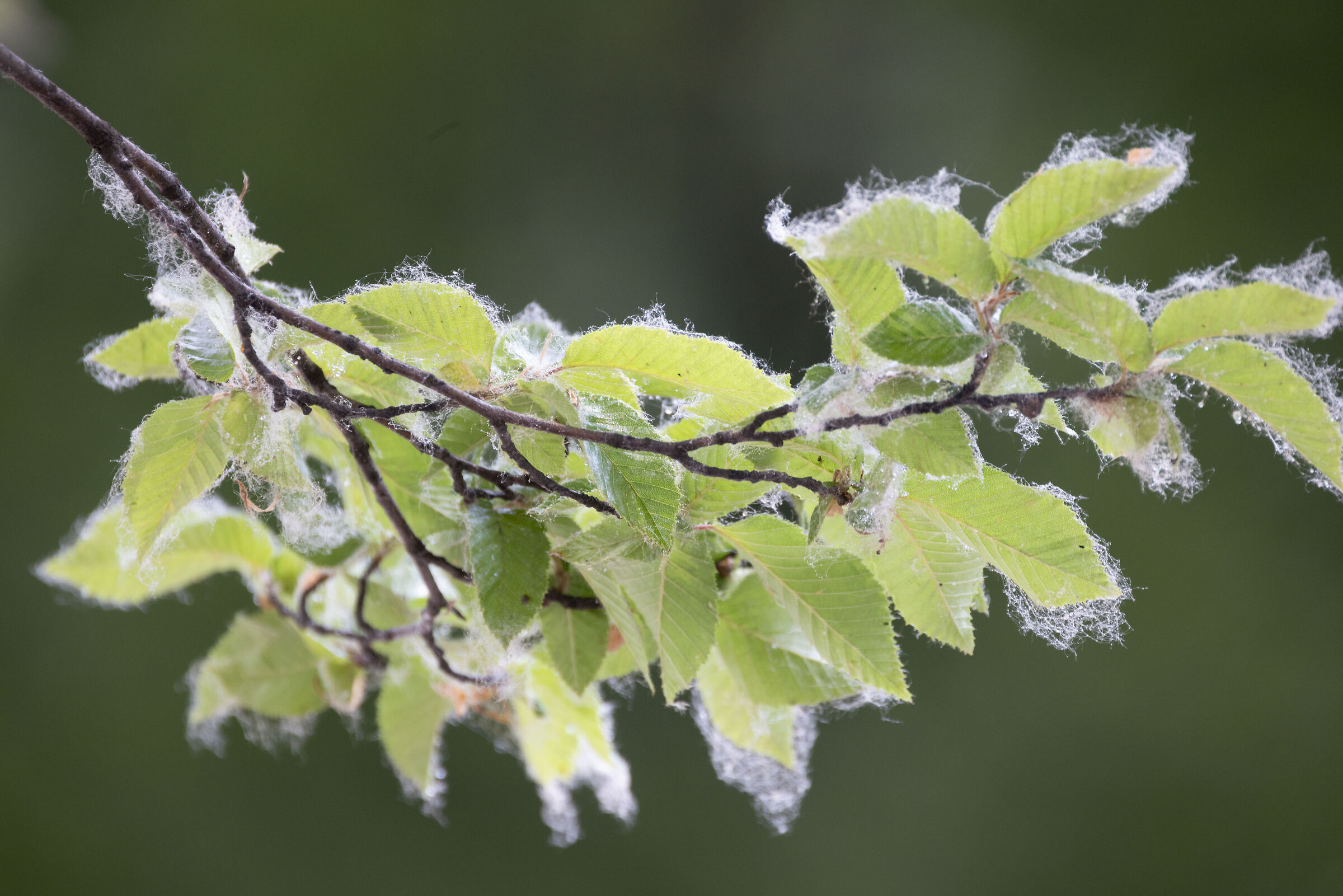 Sample RF 800mm f/11 (micromosso?)