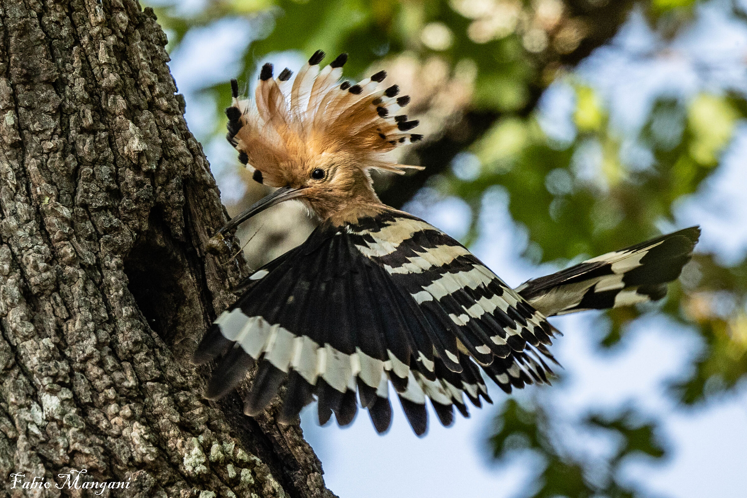 .....imbeccata dell'upupa........