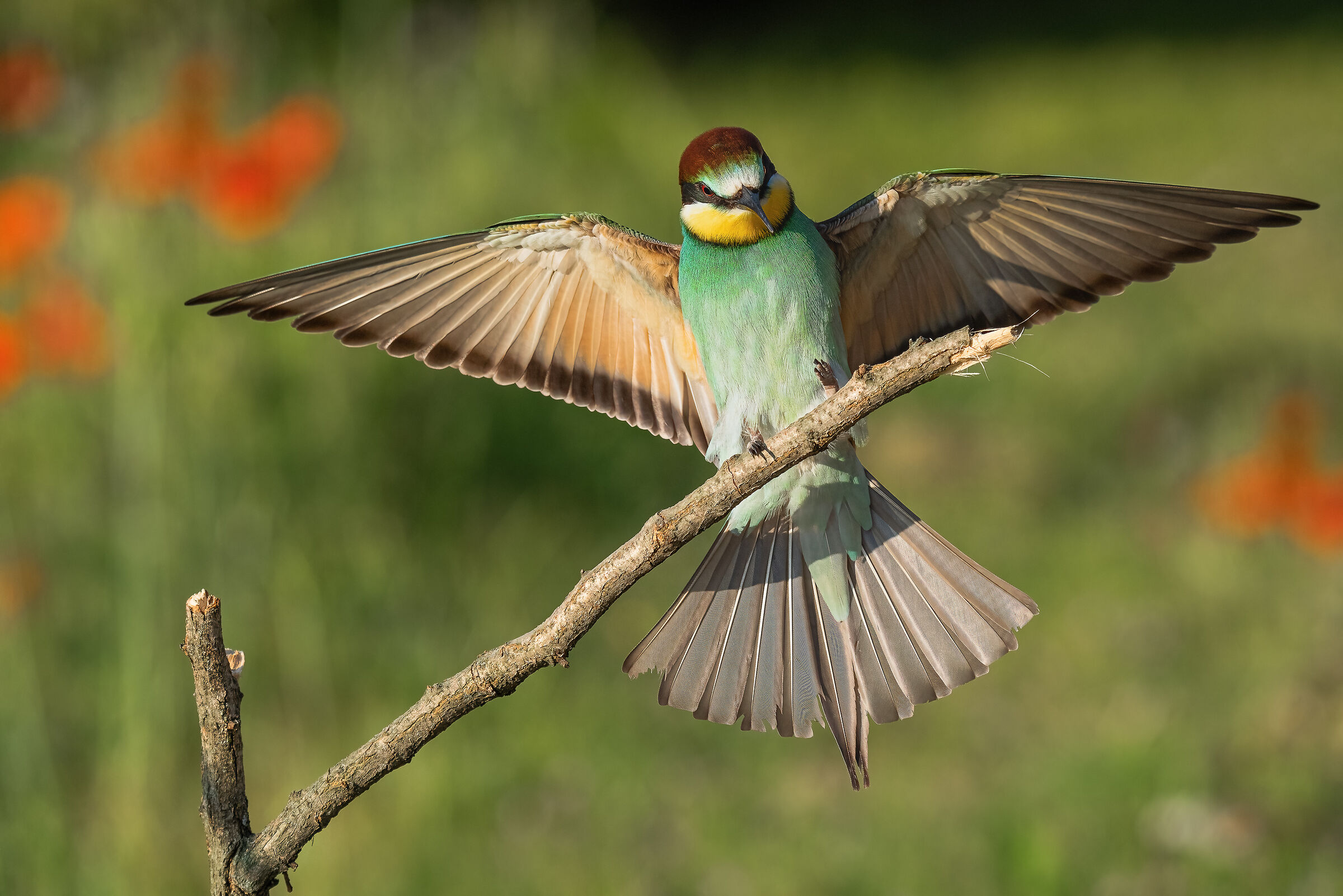 the arrival of the bee-eater