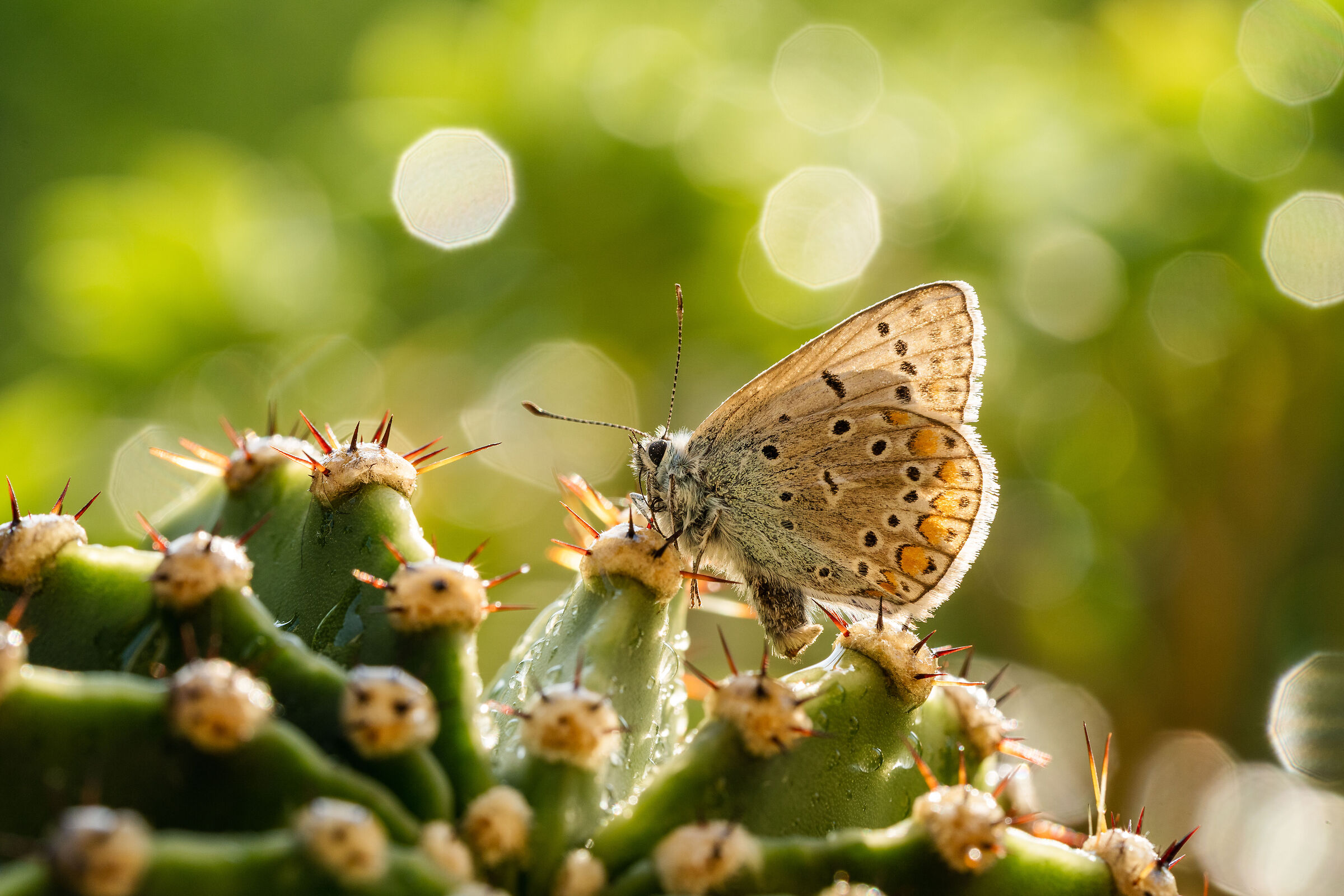Polyommatus icarus