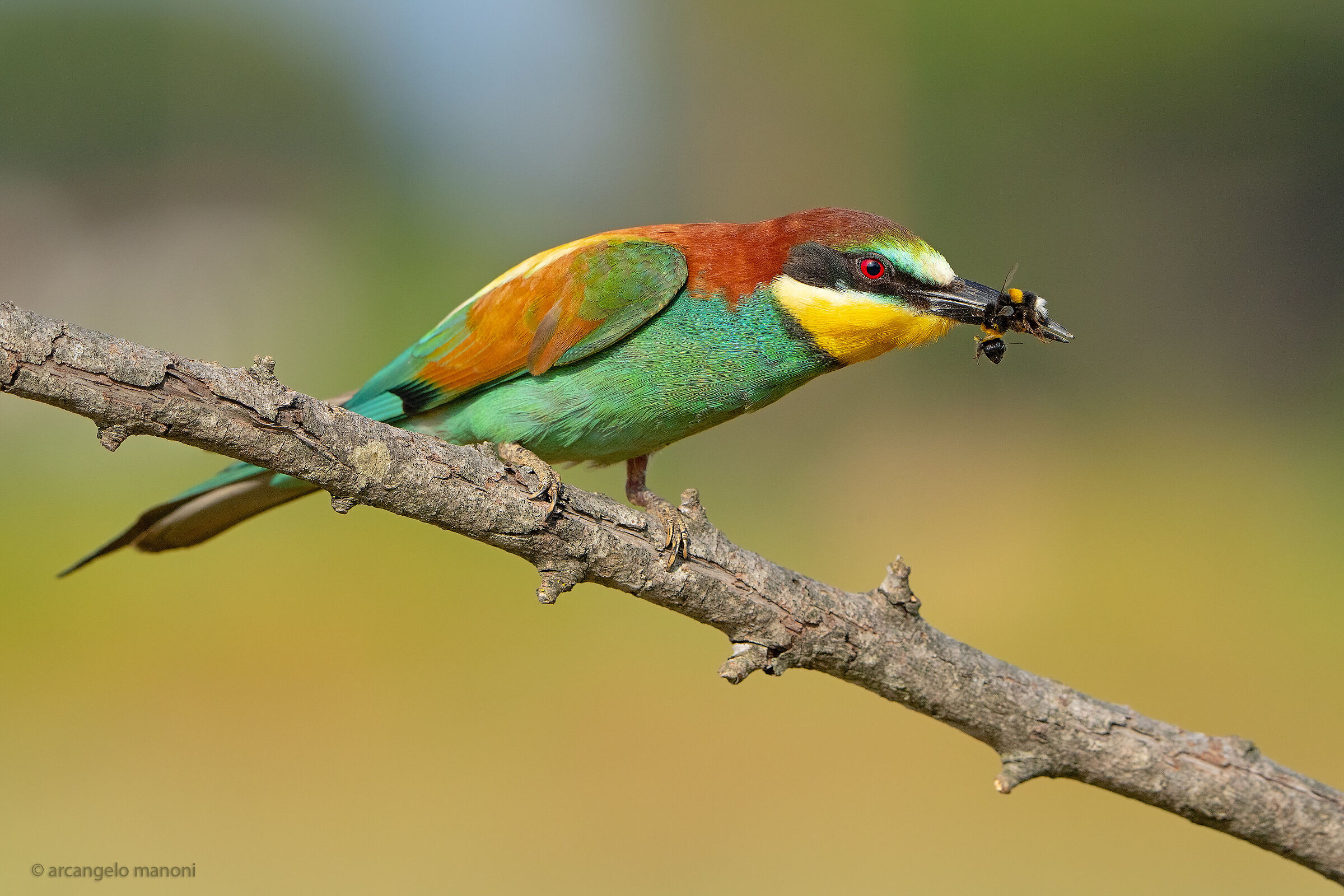 Un'altra preda aculeata per il gruccione