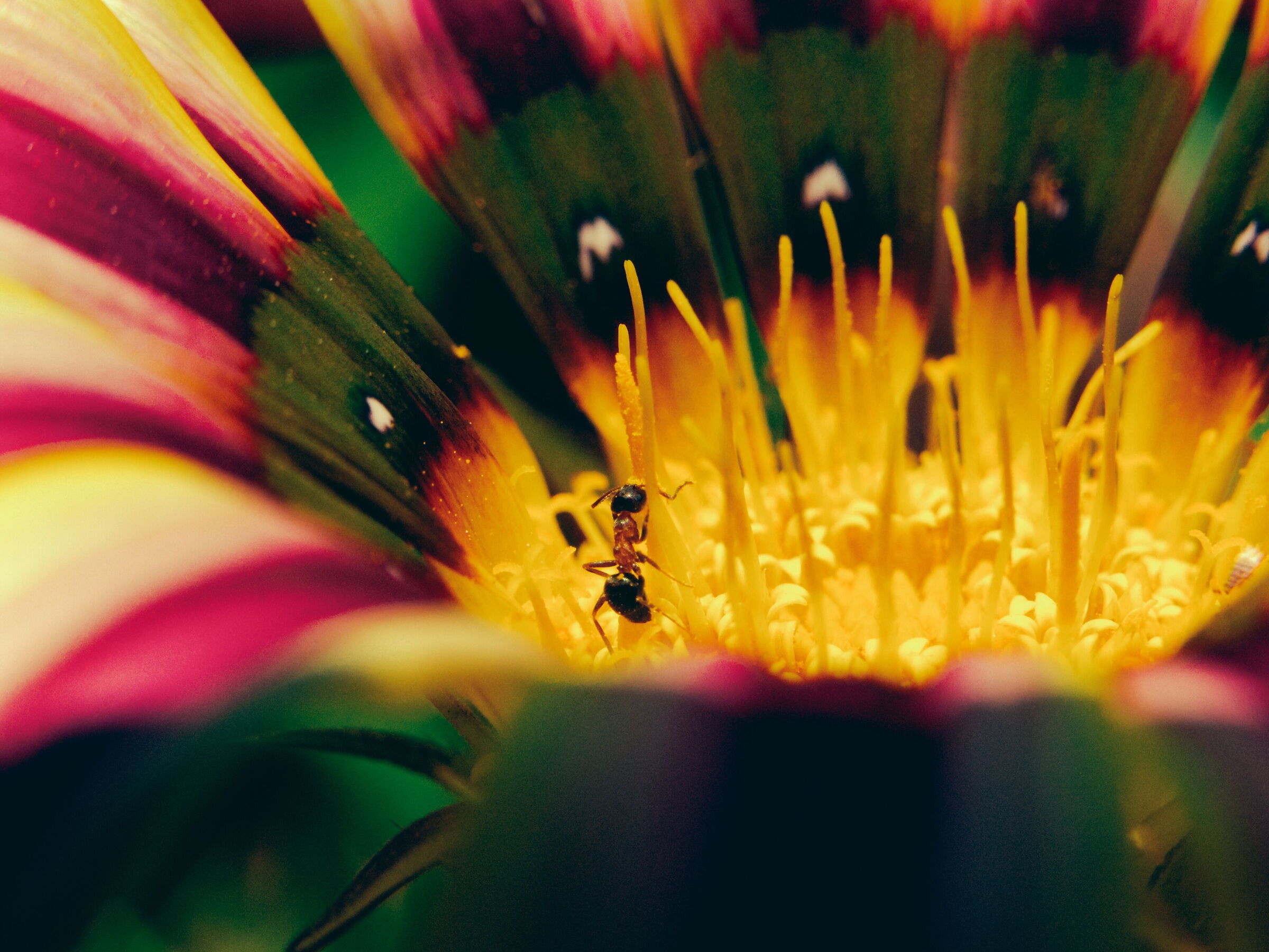 Formica su fiore