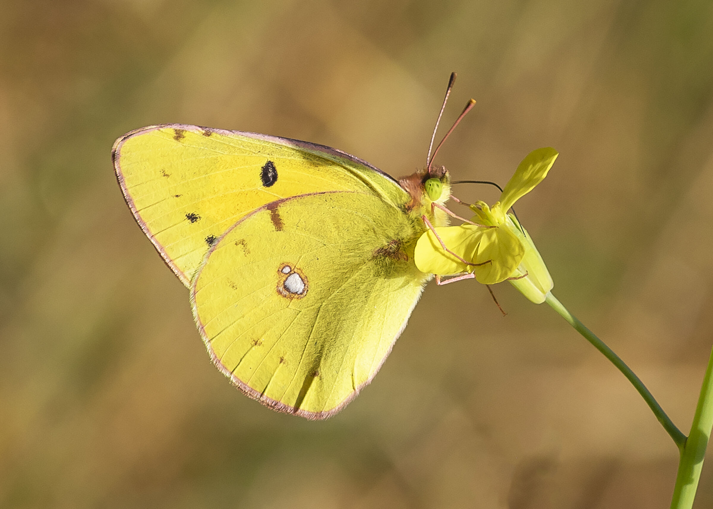 Colias crocea