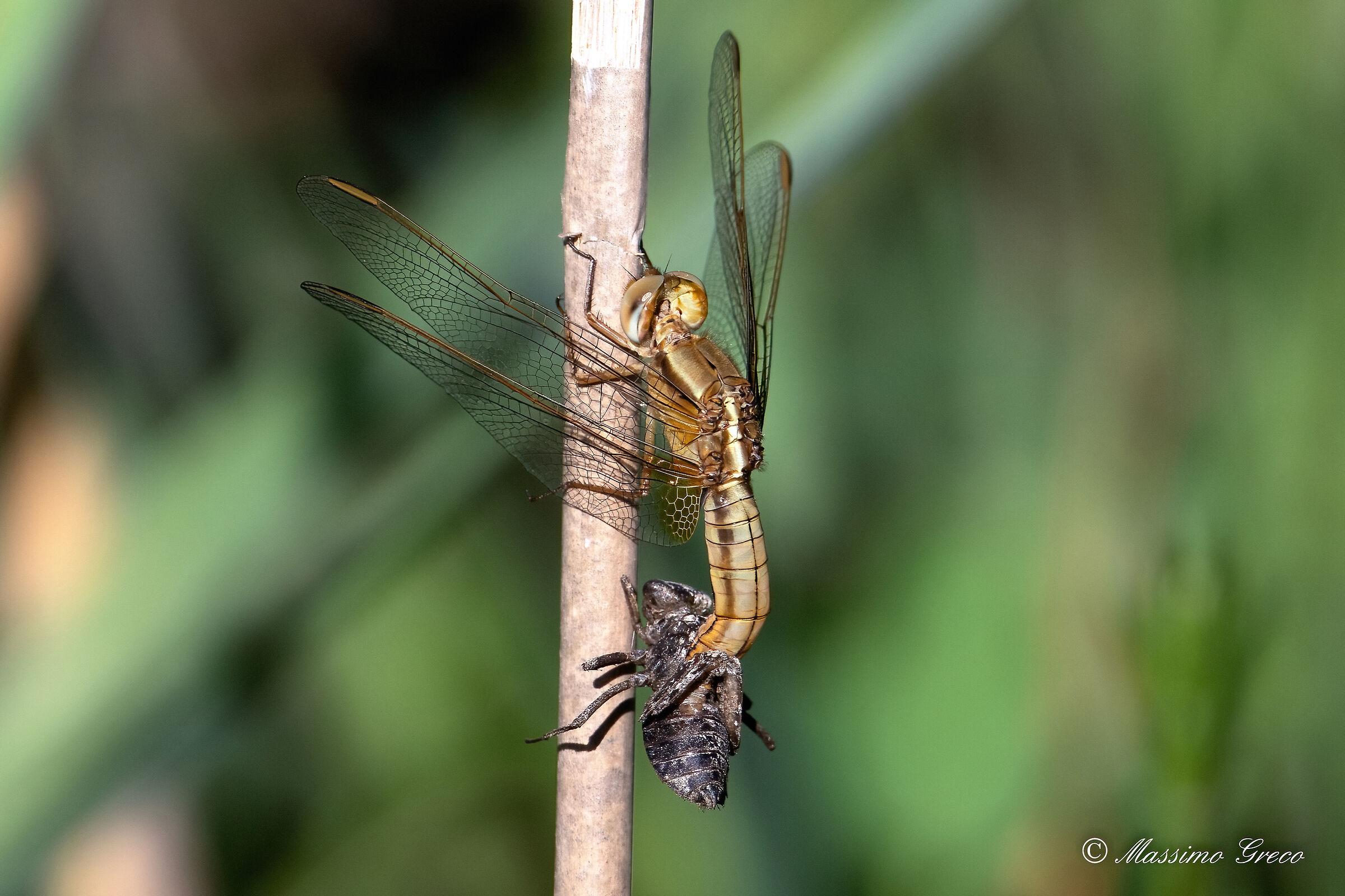 Dragonfly in molt as it comes out of its larval shell