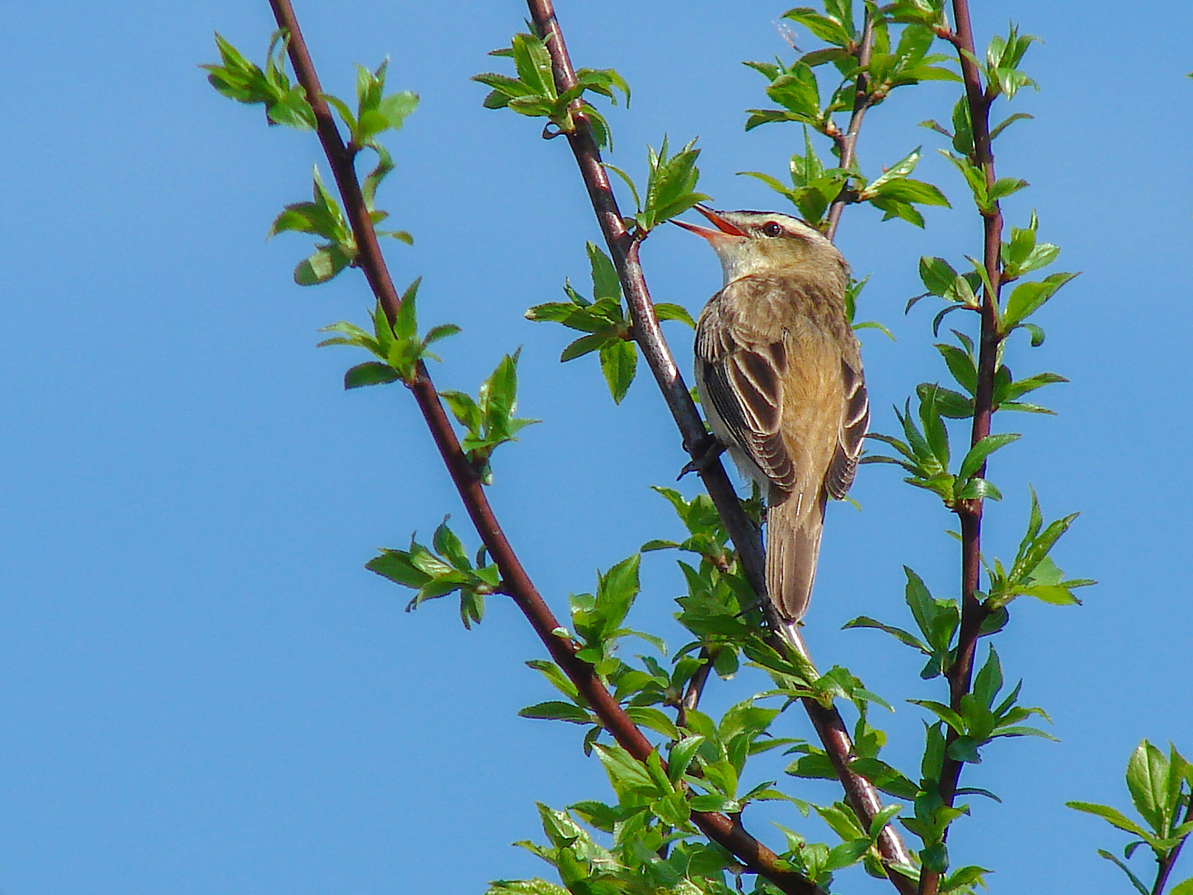 Acrocephalus schoenobaenus