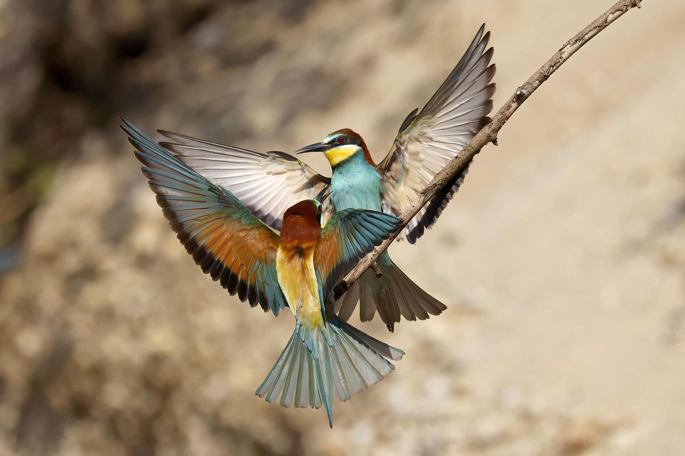 merops apiaster