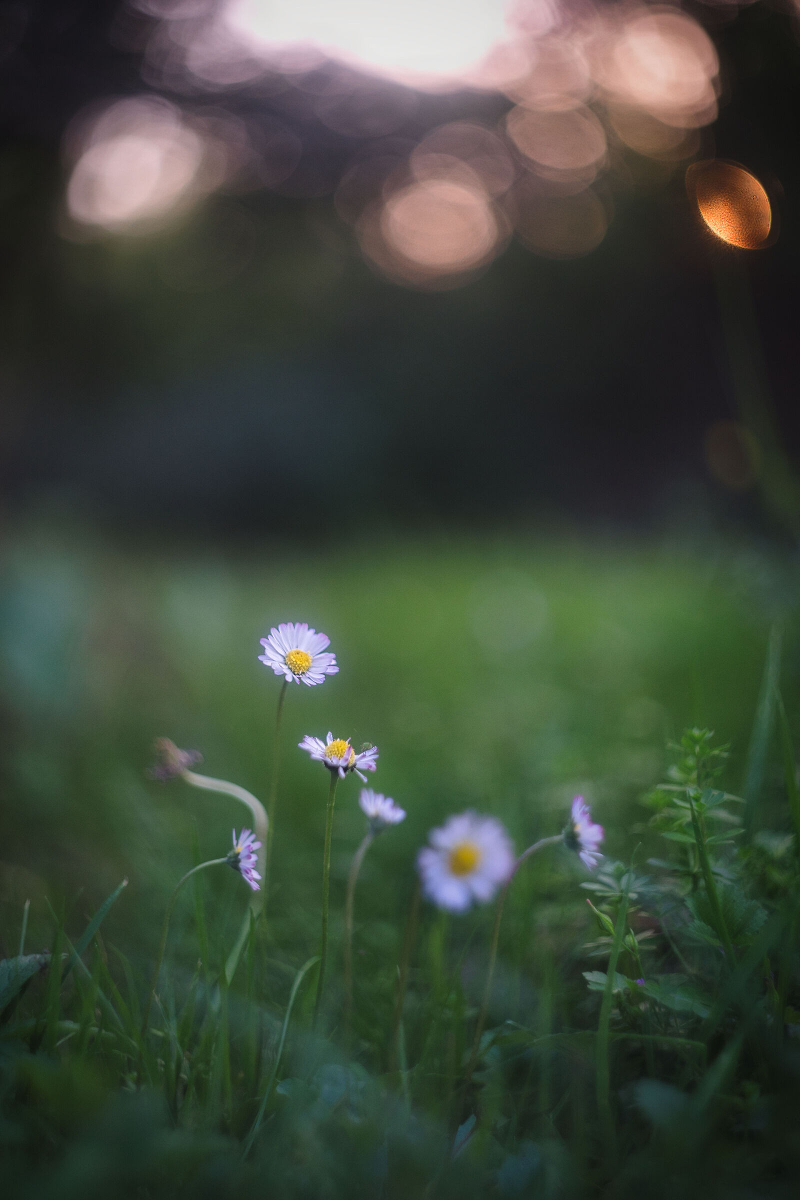 Meadow at sunset
