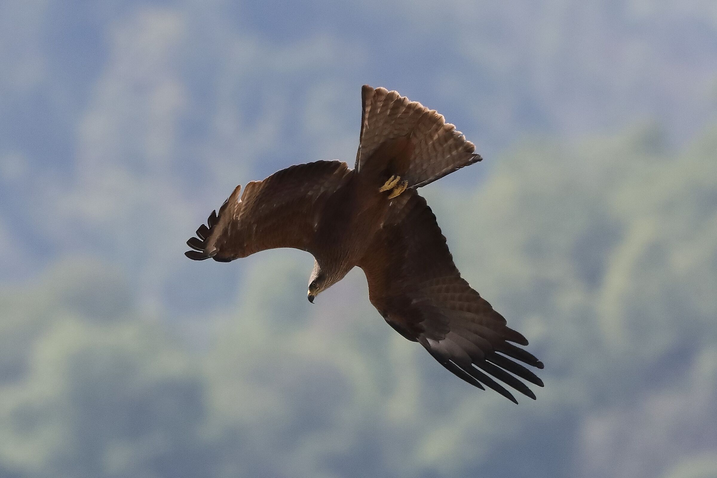 Nibbio bruno 29-04-2022