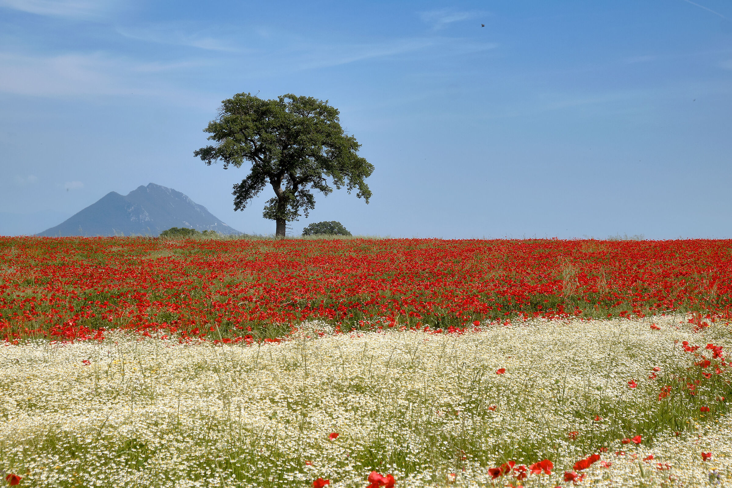 Spring of the year 2022