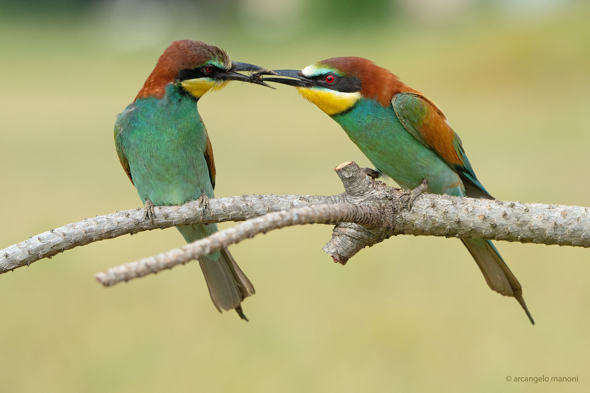 The wonders of bee-eater life