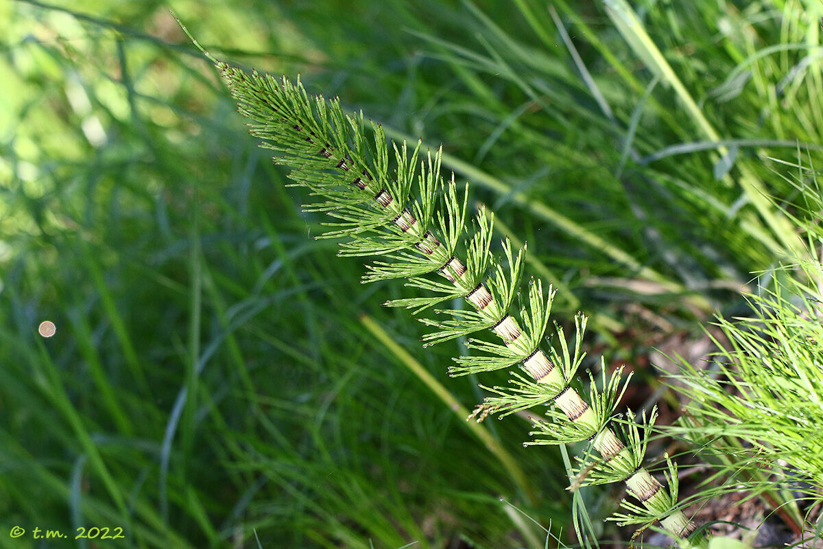 Horsetail