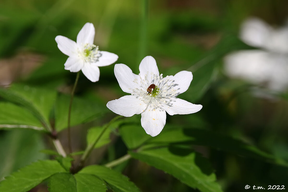 Anemone bianco con ospite