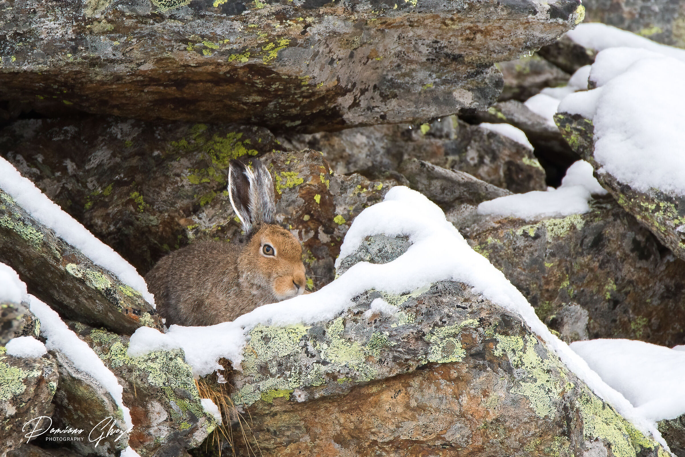 Variable hare