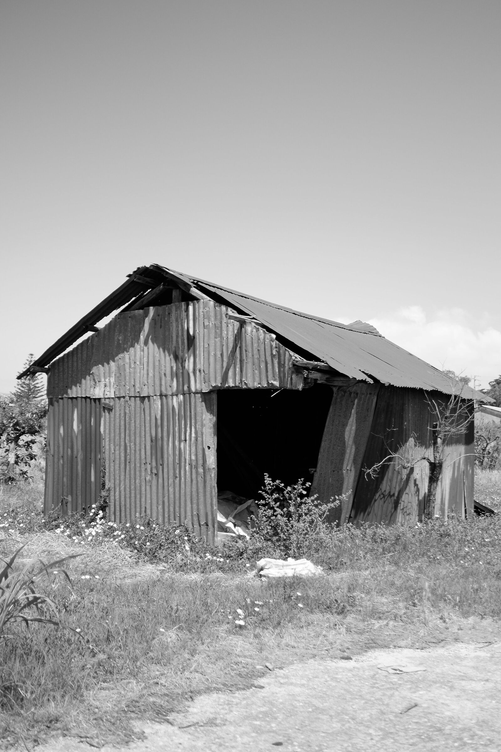 Shed