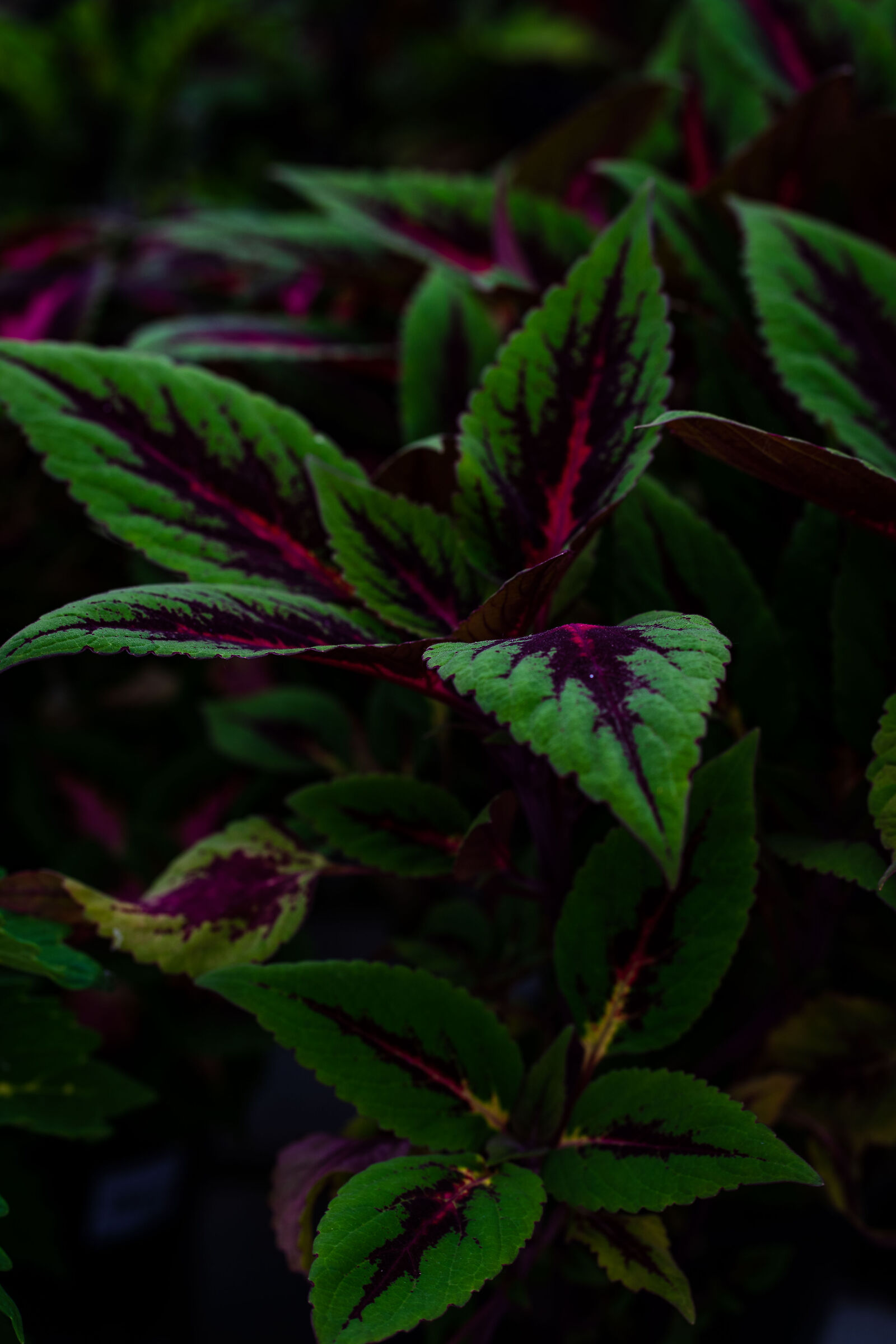 Coleus