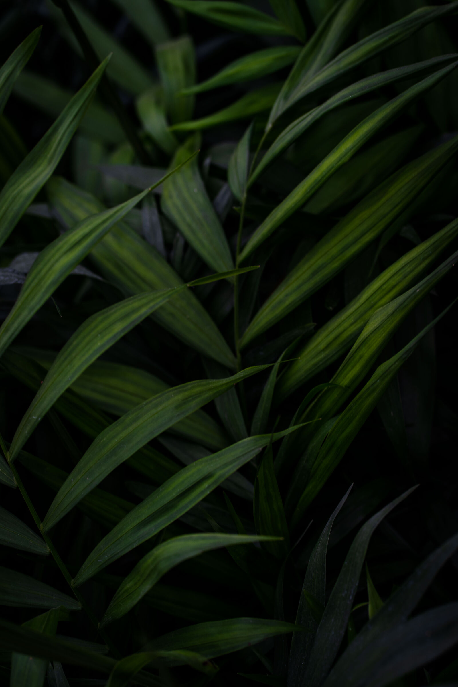 Palm of Fortune