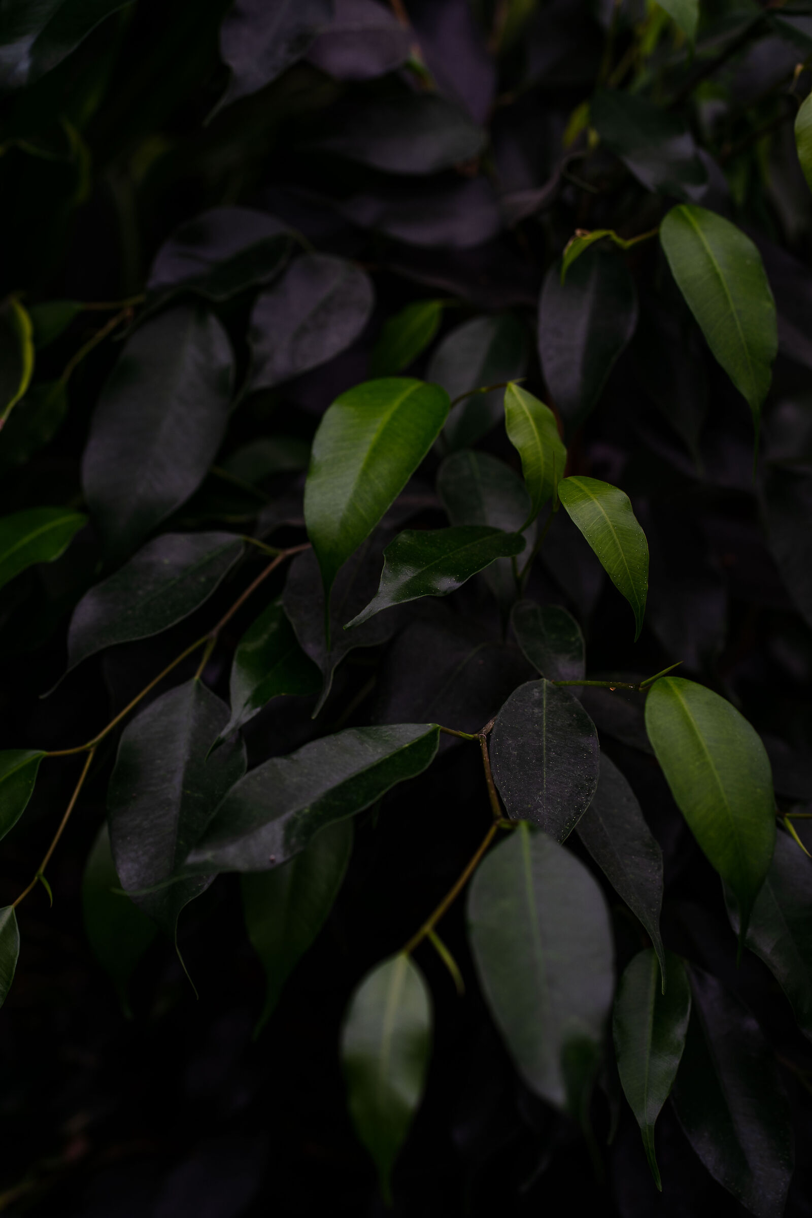 Ficus Benjamin