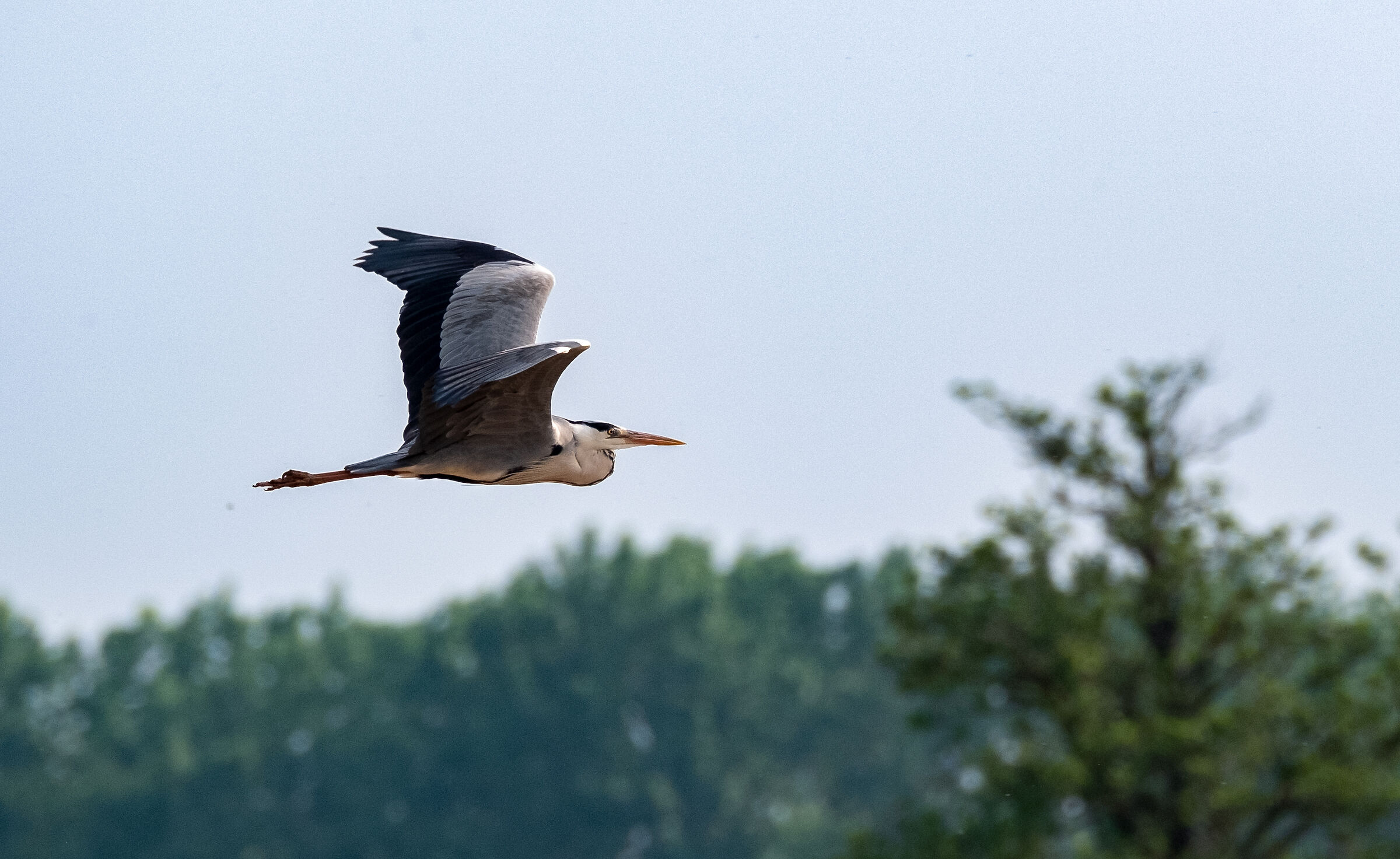Grey heron