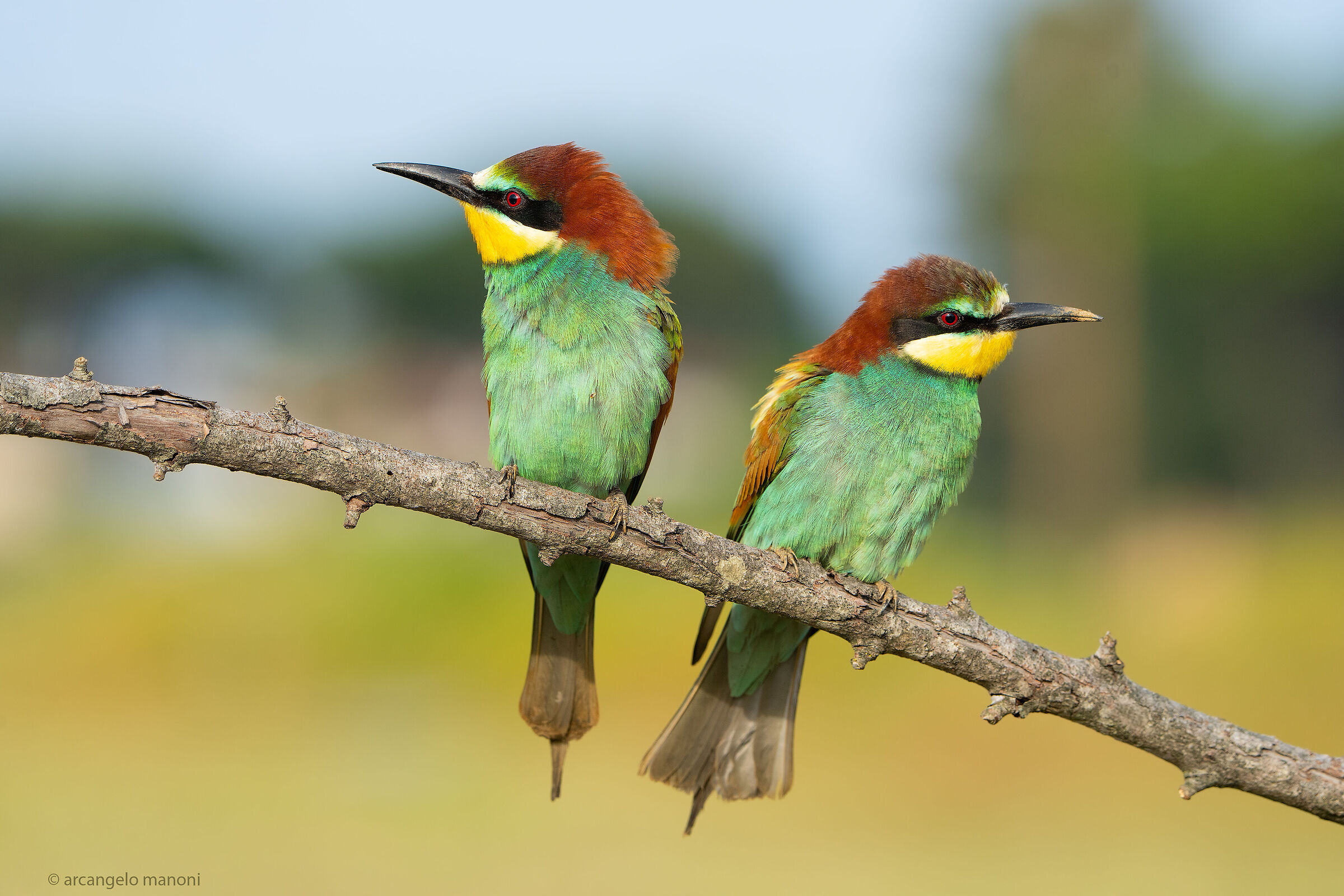 The most beautiful couple in the world