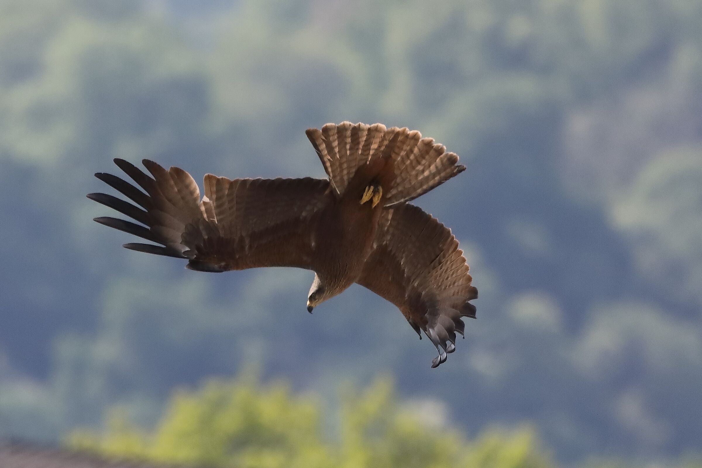 Nibbio bruno 29-04-2022