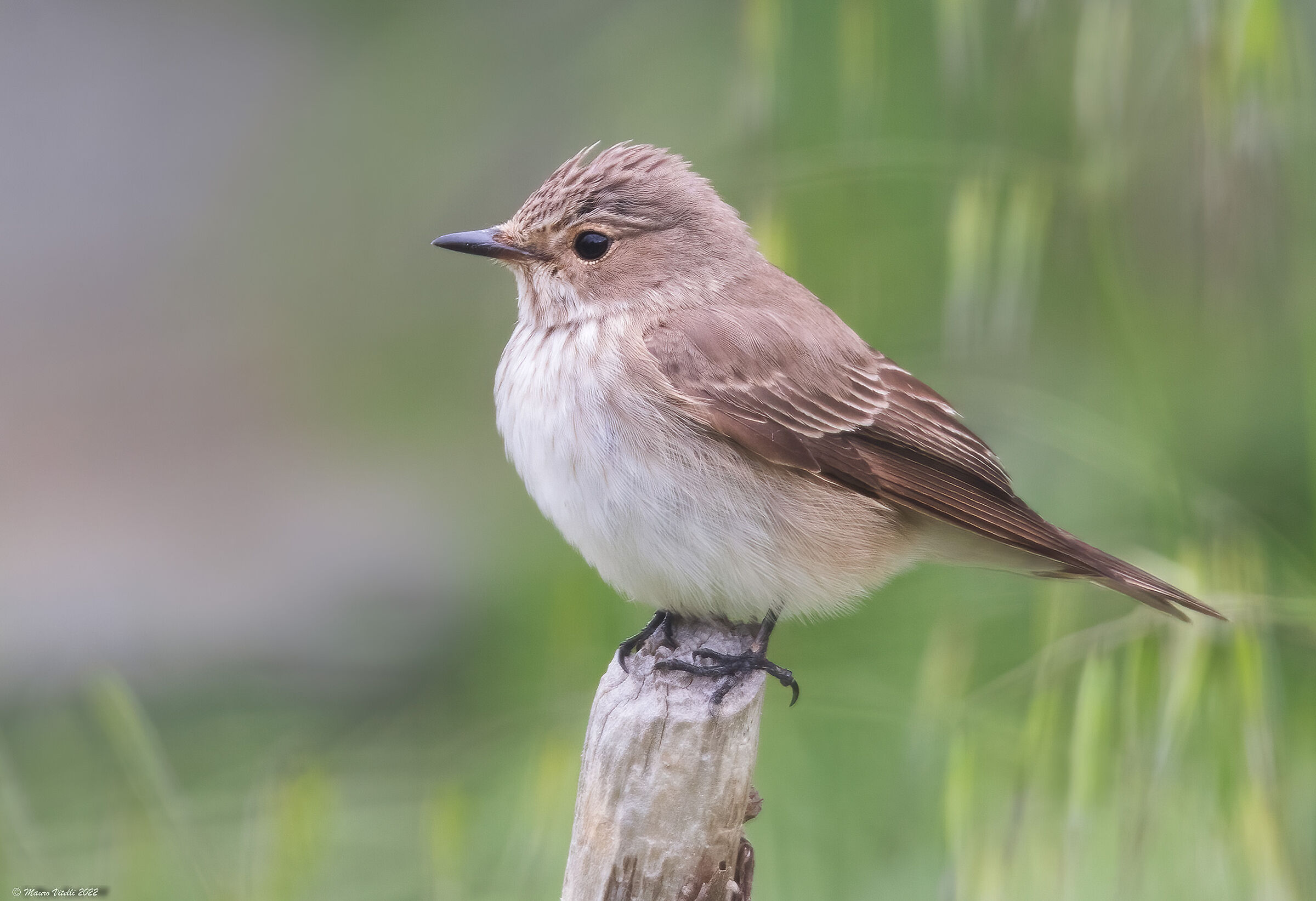 Flycatcher (Muscicapa striata)