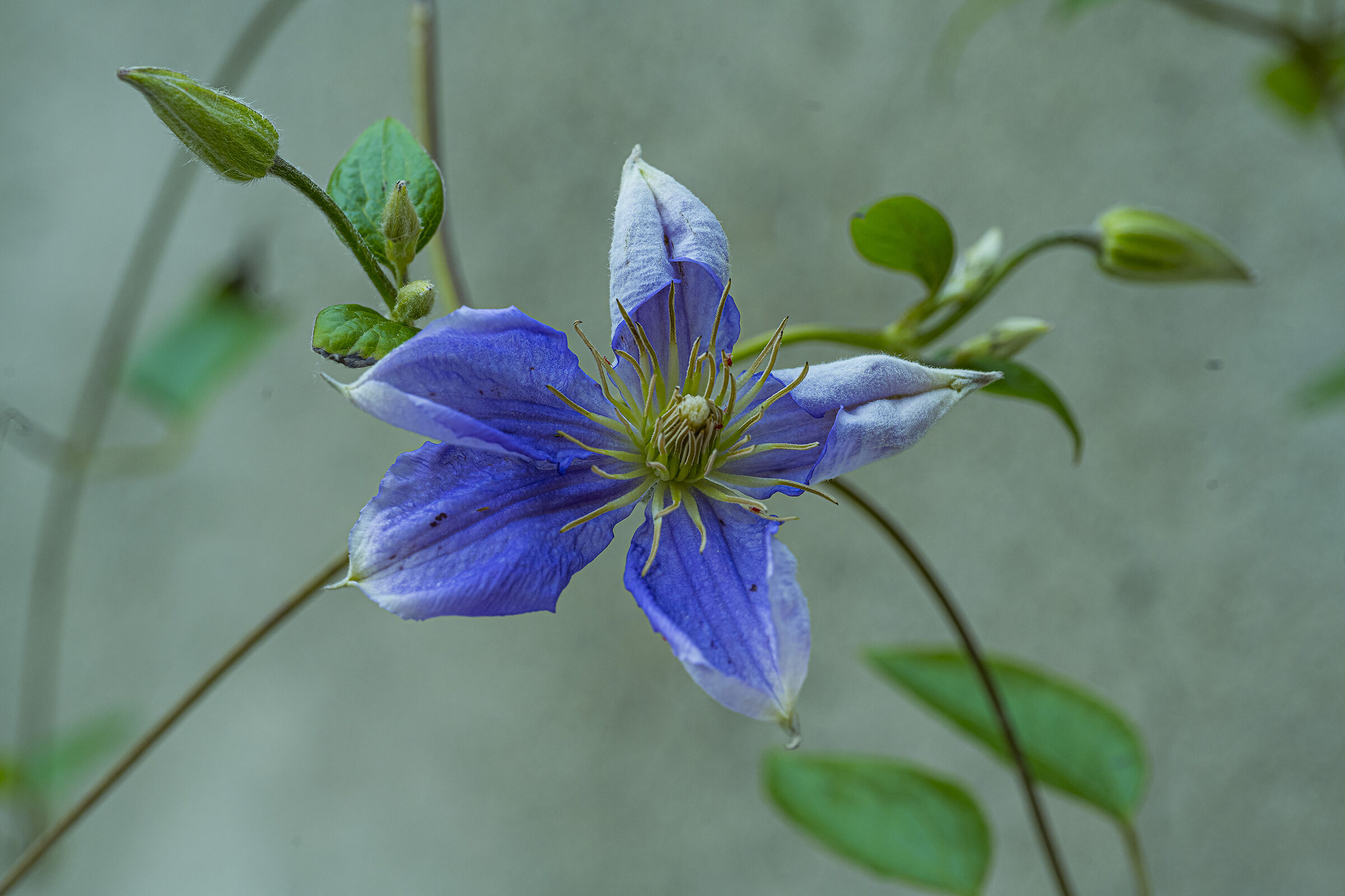 Clematis