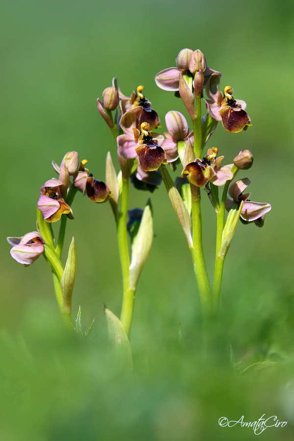 Ophrys Ophrys x bombyliflora tenthredinifera