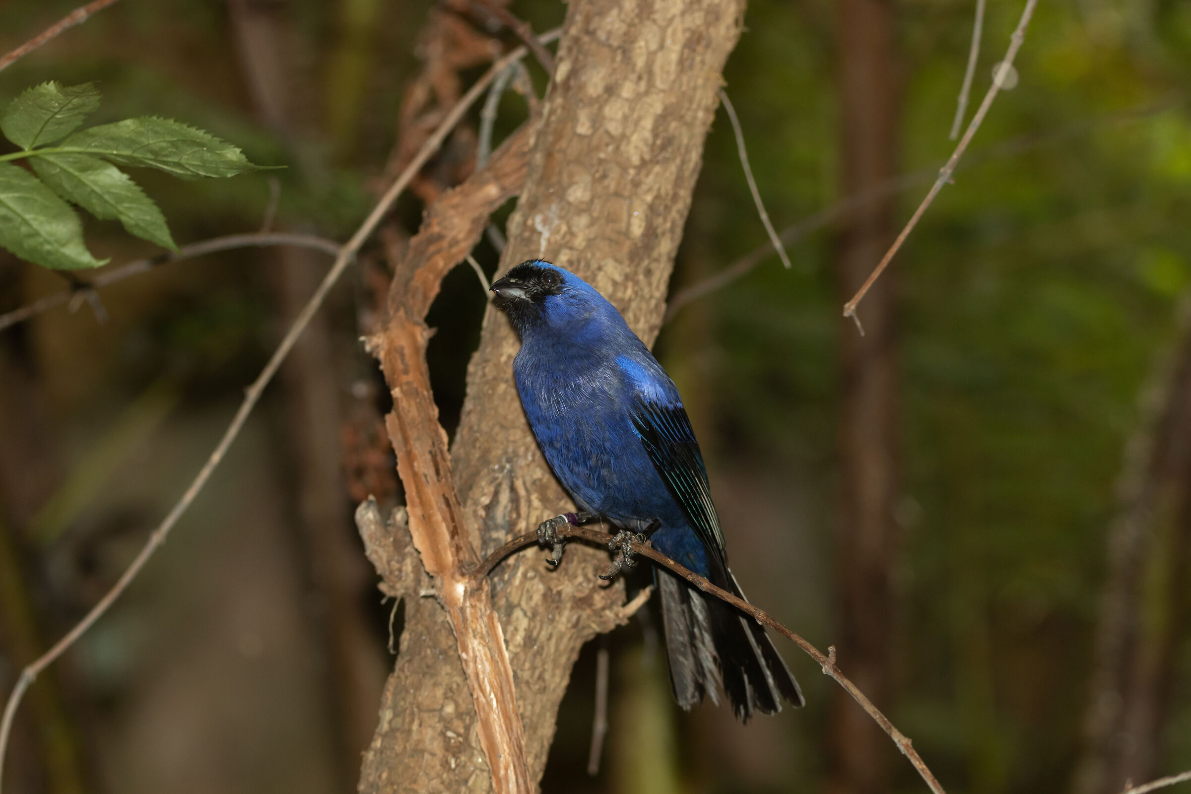 DIADEMED TANAGER 12/08/2021 Oasi Sant'Alessio (pv)