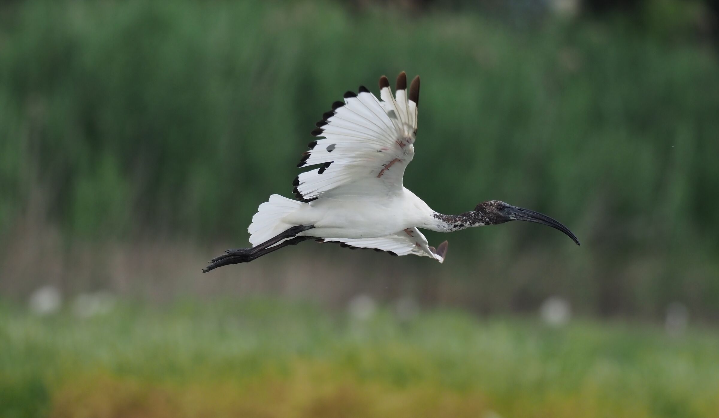 Sacred Ibis