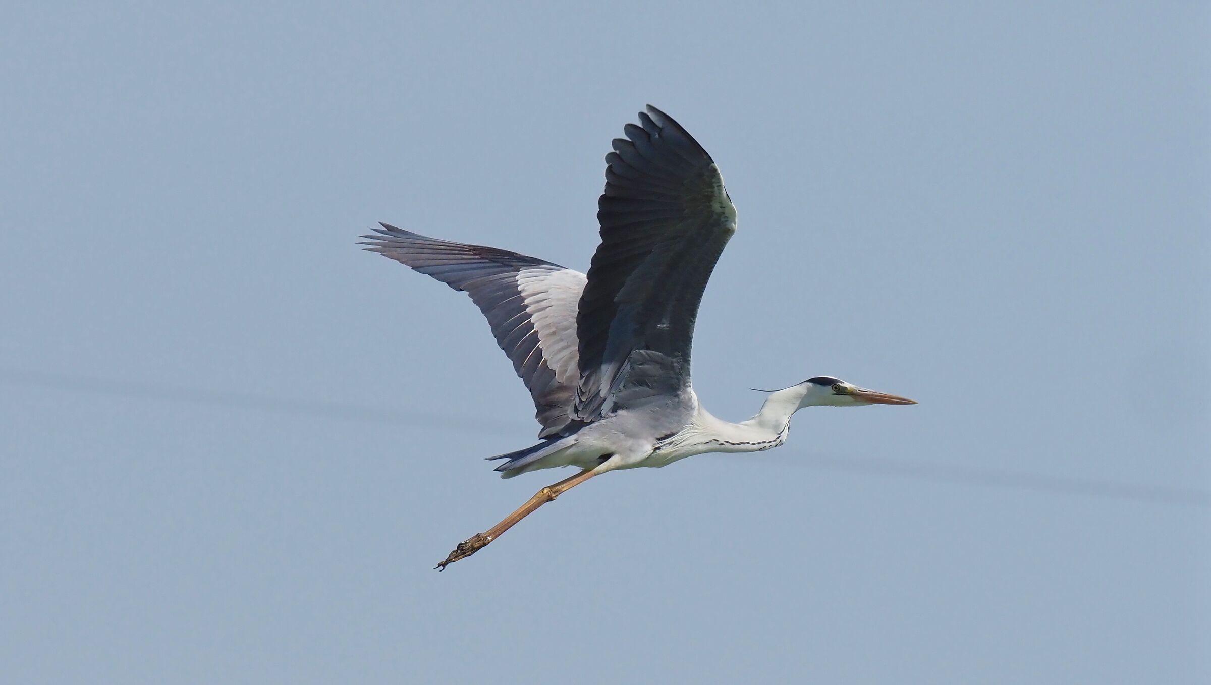 Grey heron