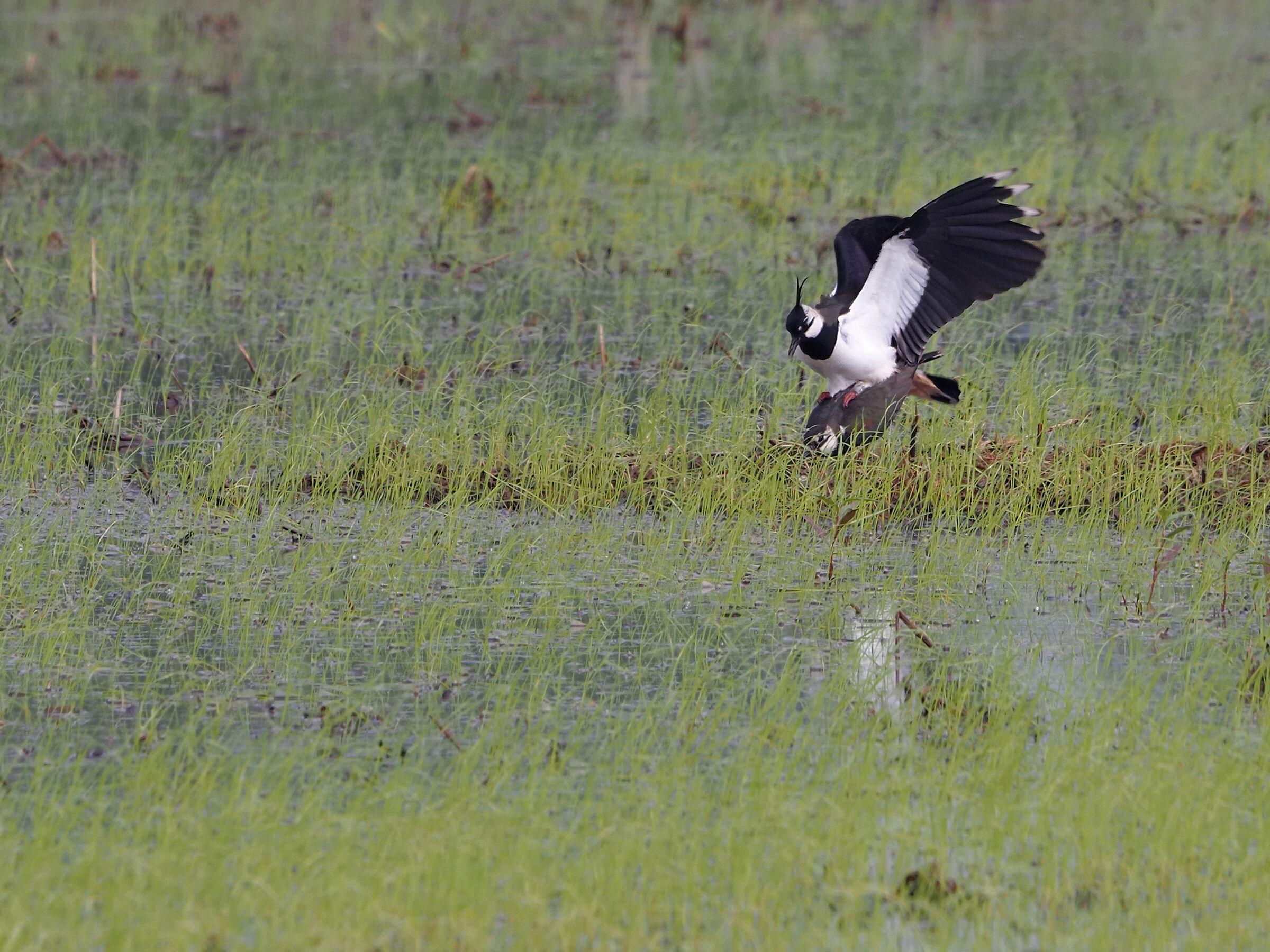 mating lapwing