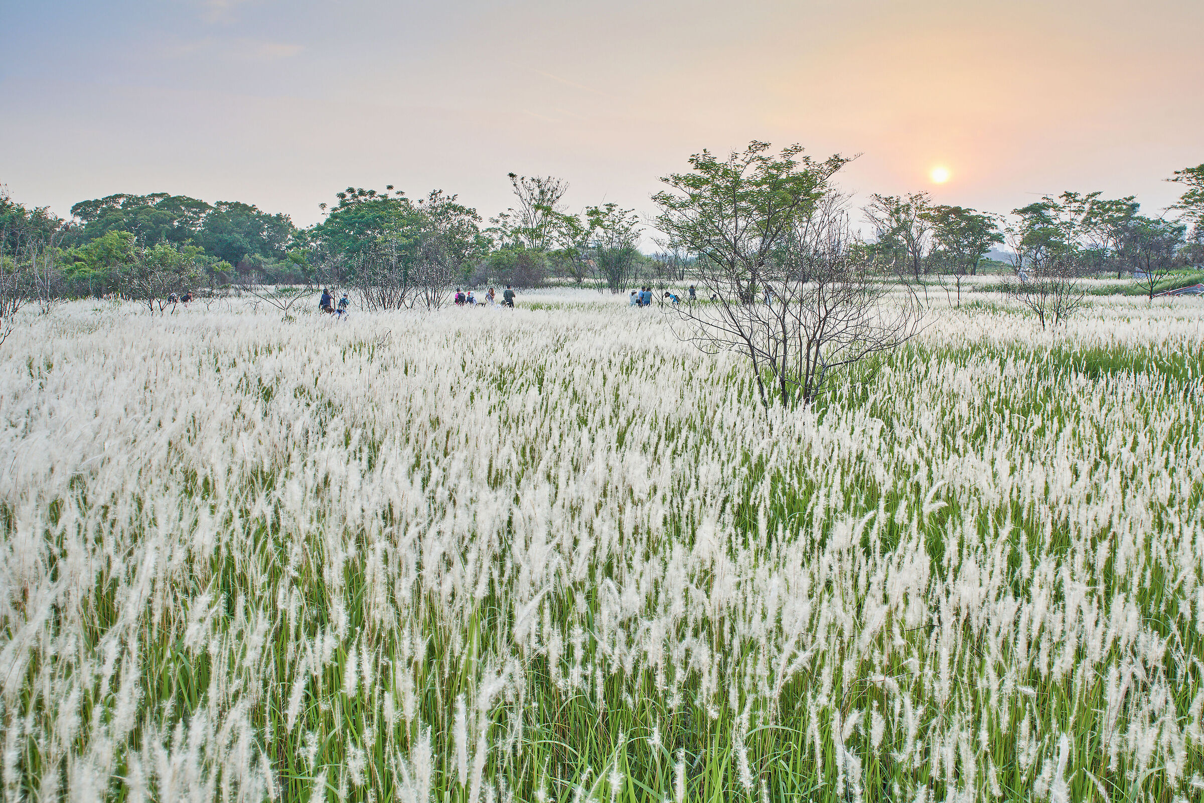 White field