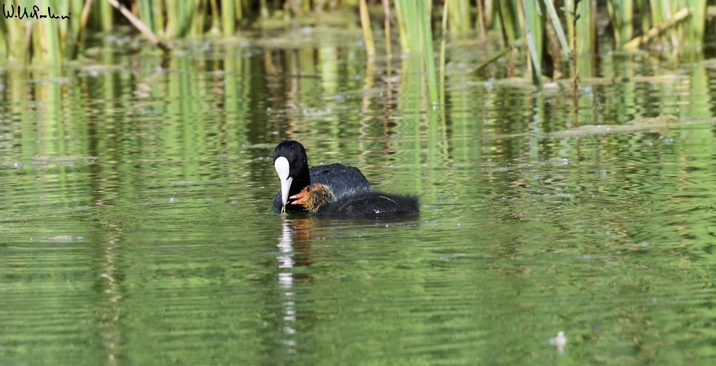 Coot with Pullus