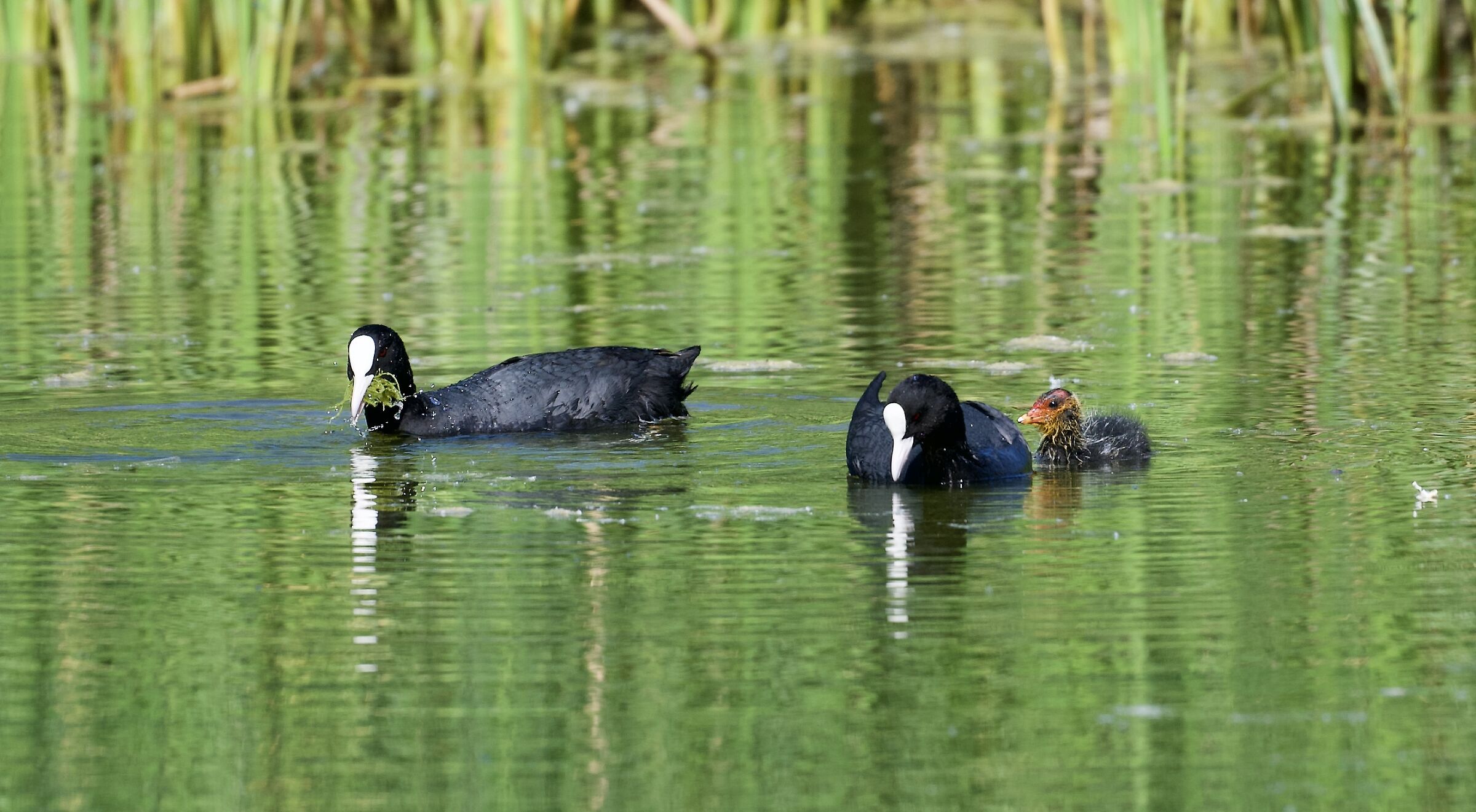 Pair of coots with Pullus