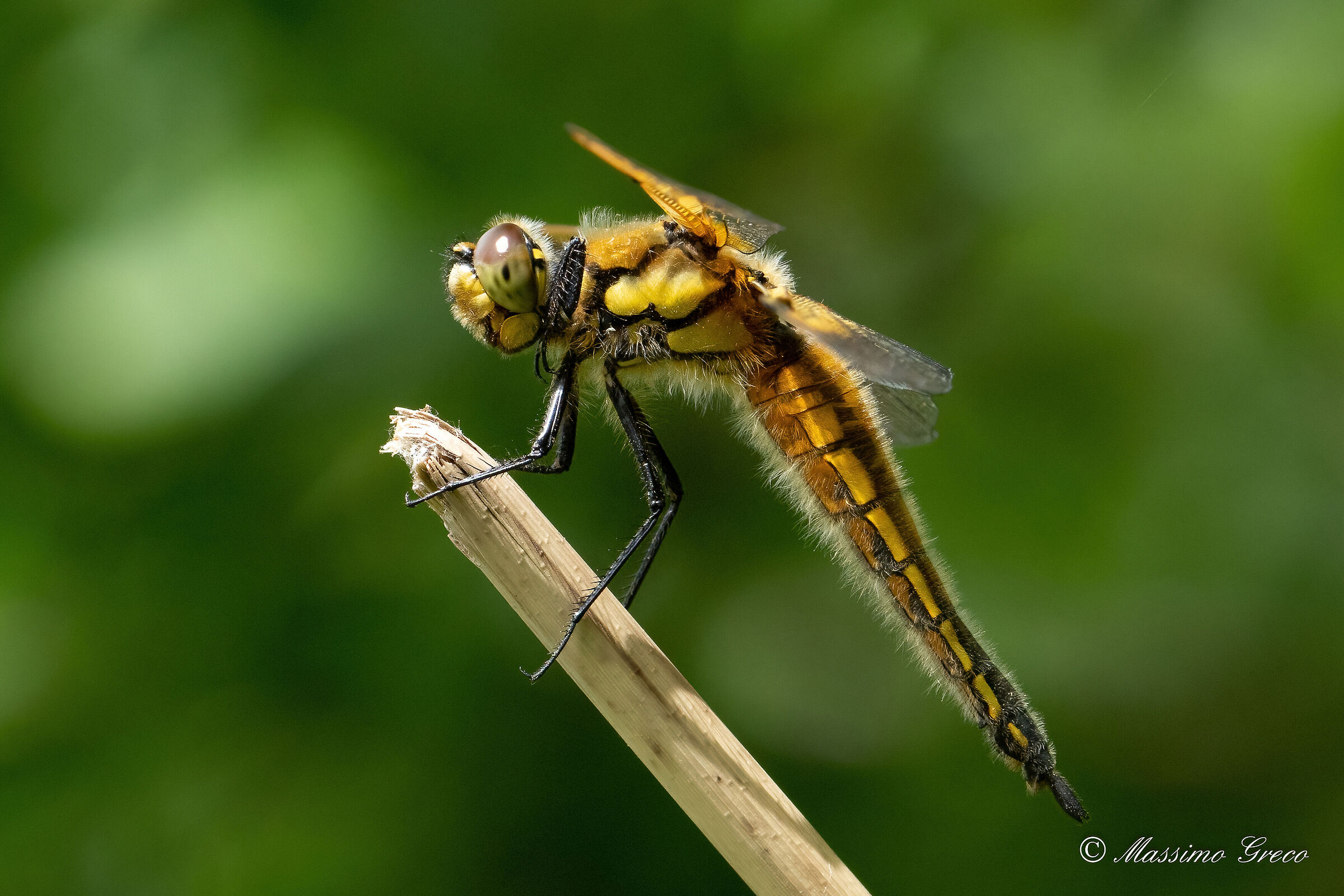 Four-spotted dragonfly